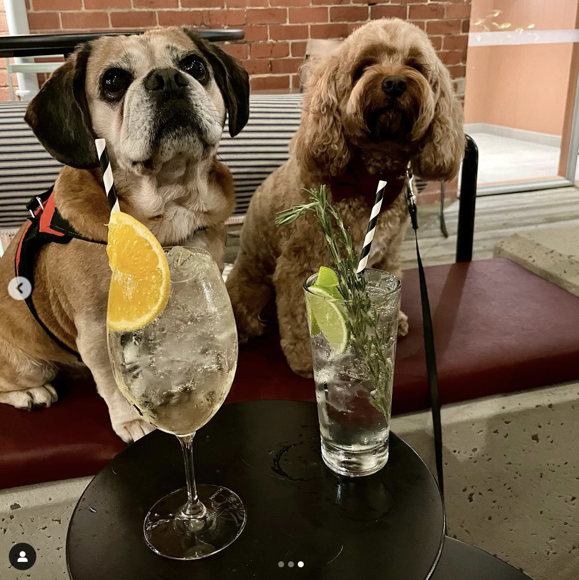Two dogs sitting at a table with mojito cocktails. The dog on the left is a small breed with a beige coat and black ears, wearing a red harness. The dog on the right is also beige, with curly fur, and is wearing a maroon bandana. The drinks are garni