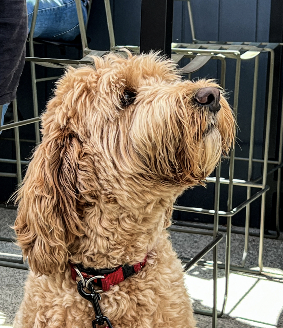 Close-up of a curly-haired dog with a reddish-golden coat, wearing a red collar, sitting indoors near metal wire crates and chairs.