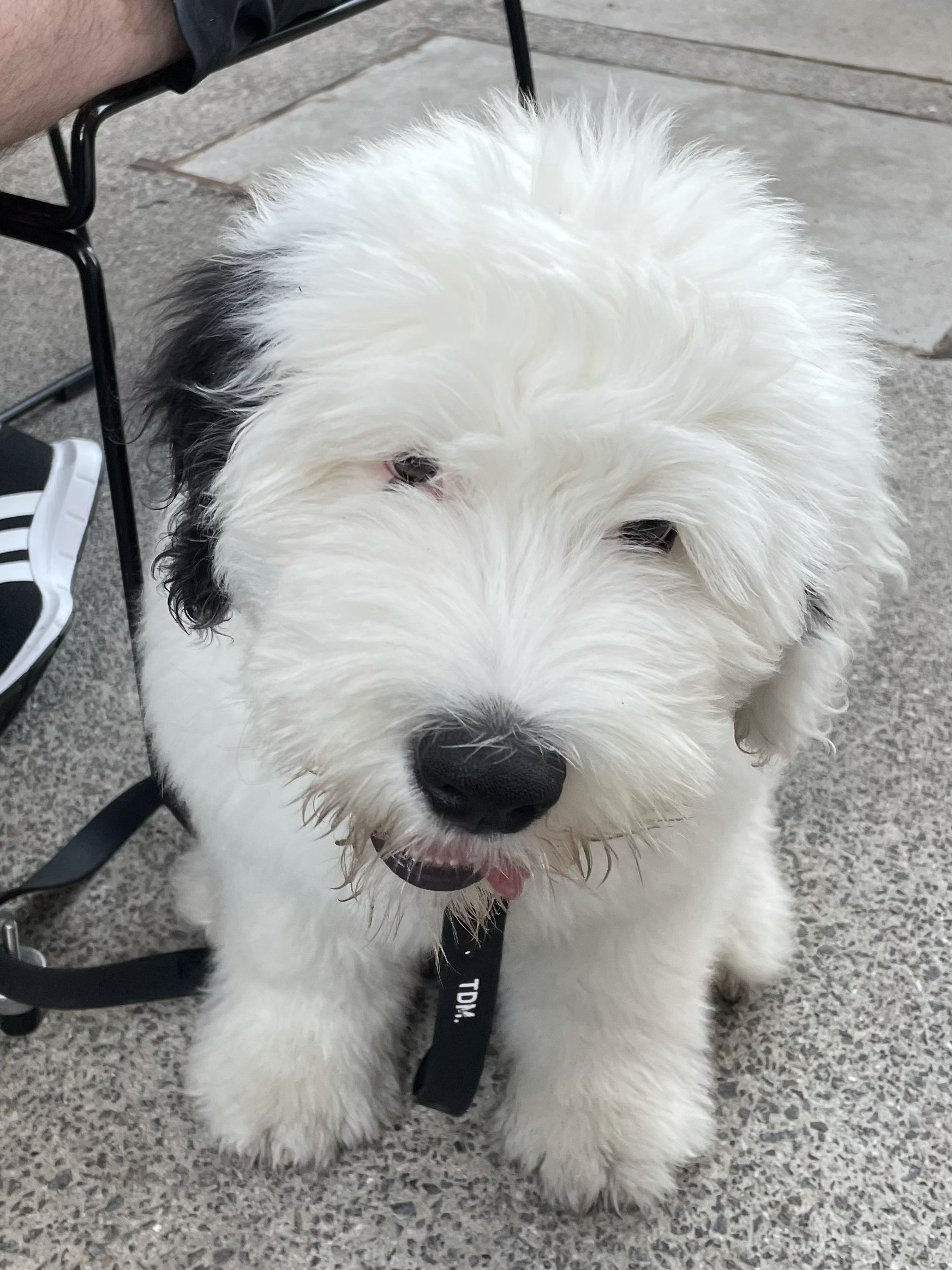A fluffy white puppy with black spots near one eye, sitting on a concrete floor with a black collar and leash, partially beside a person wearing athletic shoes and sitting on a chair.