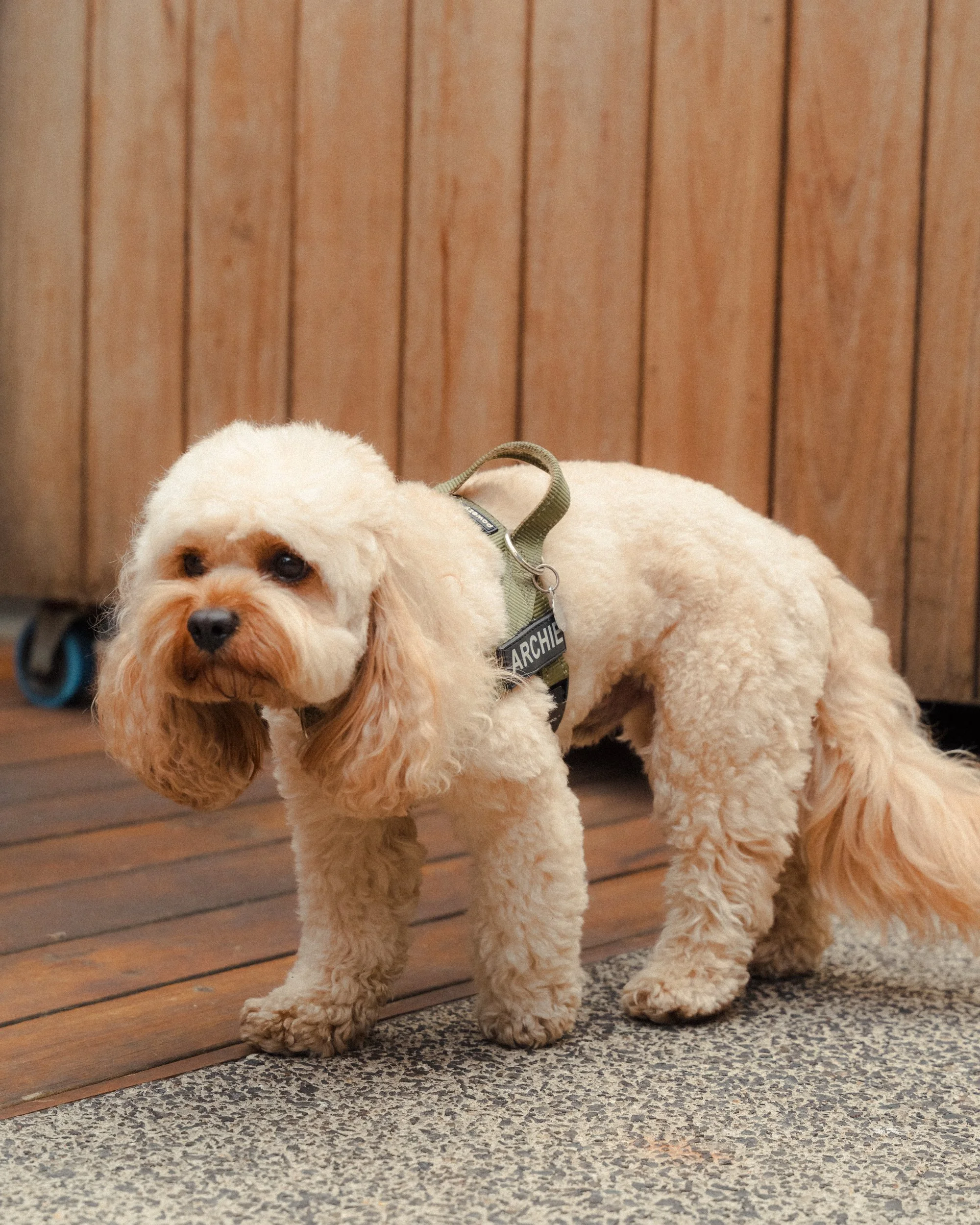 At Teller, we welcome your furry friends with open arms! Whether you're stopping by for a casual hangout or a special occasion, our pet-friendly atmosphere ensures that your dog can join in on the fun. Enjoy great food, drinks, and the company of you