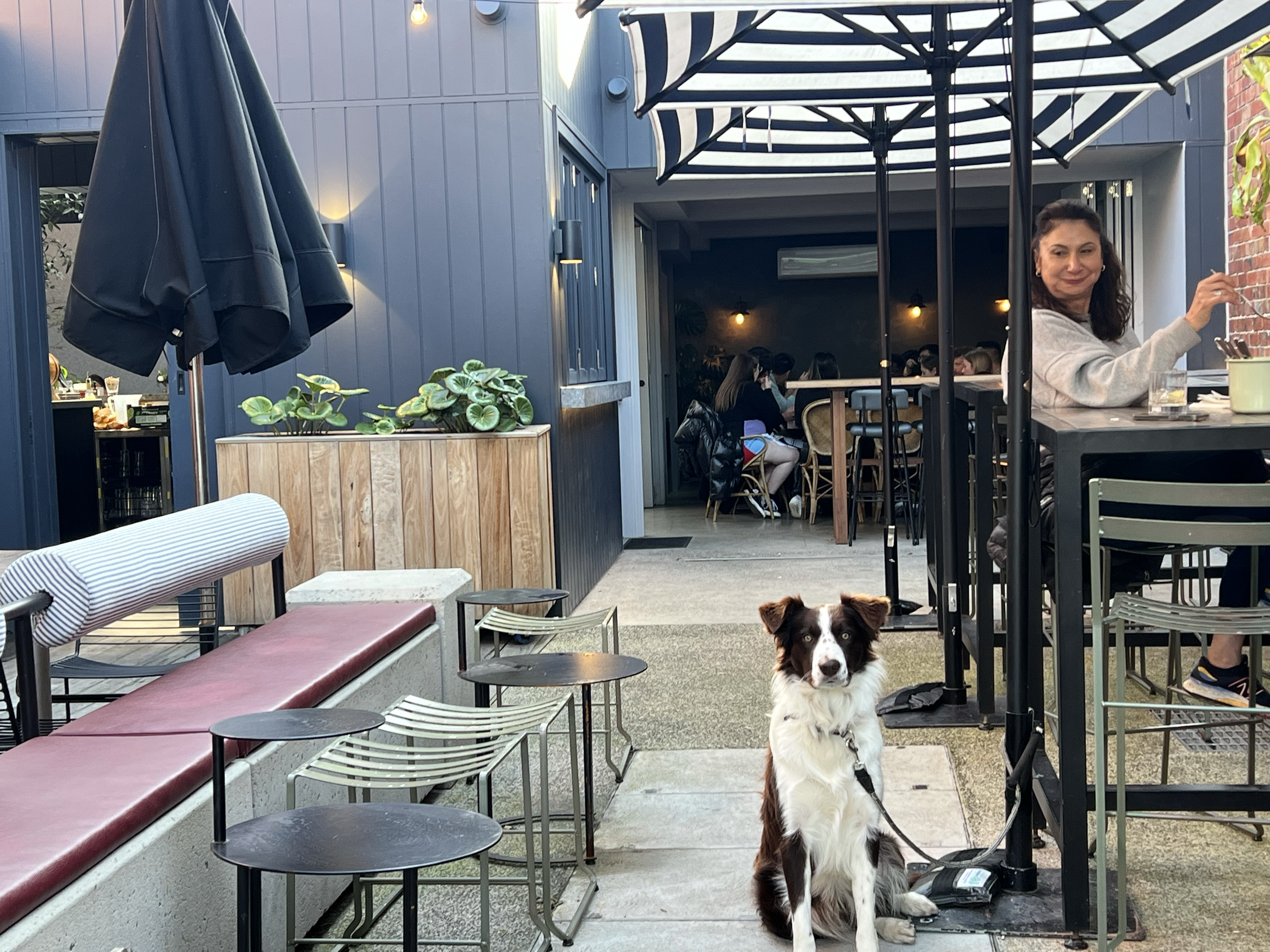 Dog sitting on outdoor patio at a restaurant, with people dining in the background.