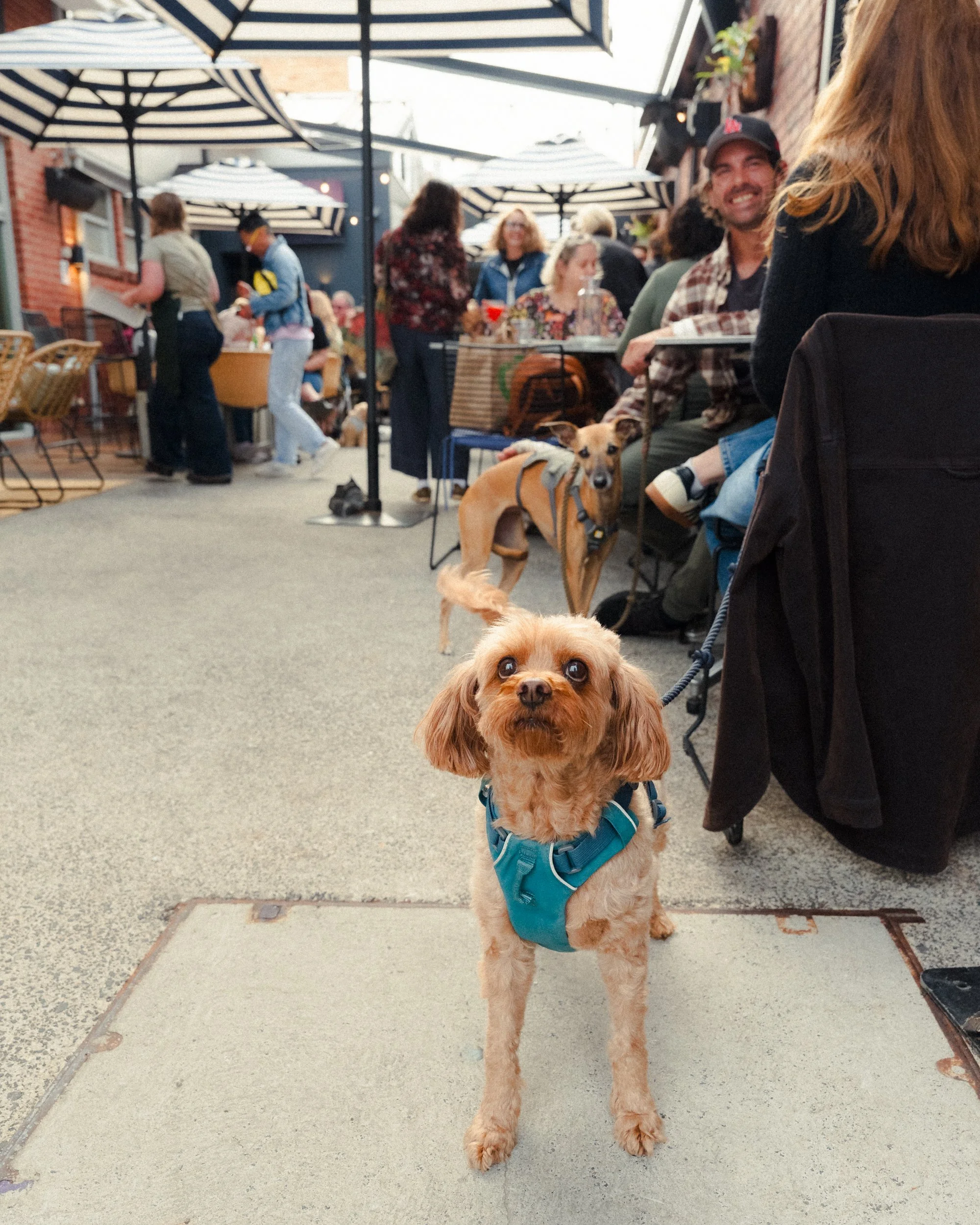 A small tan dog wearing a blue harness stands on a sidewalk with a leash attached, looking directly at the camera. In the background, people are dining and socializing outdoors, with some seated at tables under striped umbrellas. The setting appears 