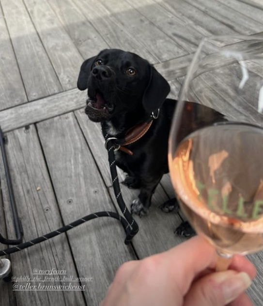 A black dog with a brown collar looking up at a person holding a glass of rosé wine.