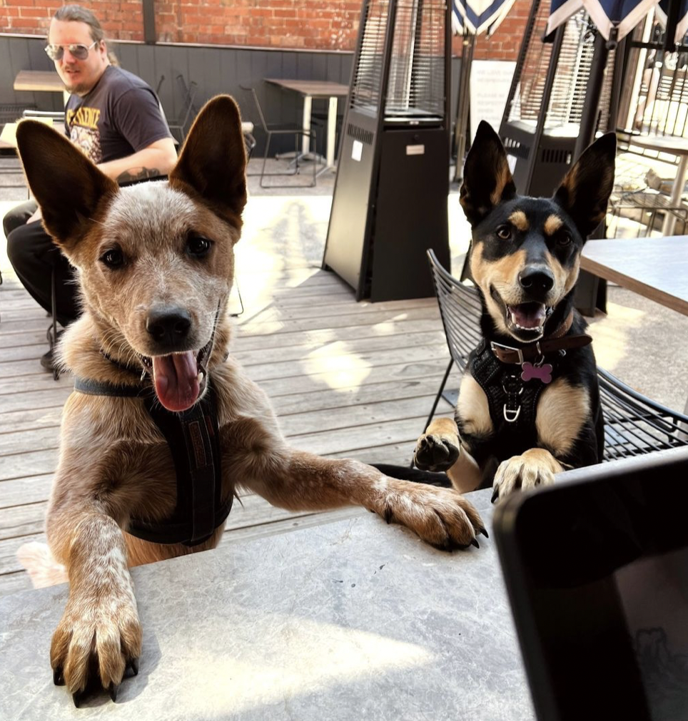 Two dogs, one with tan and white fur, the other with black and tan fur, sitting at an outdoor table with a man in the background, on a wooden patio.