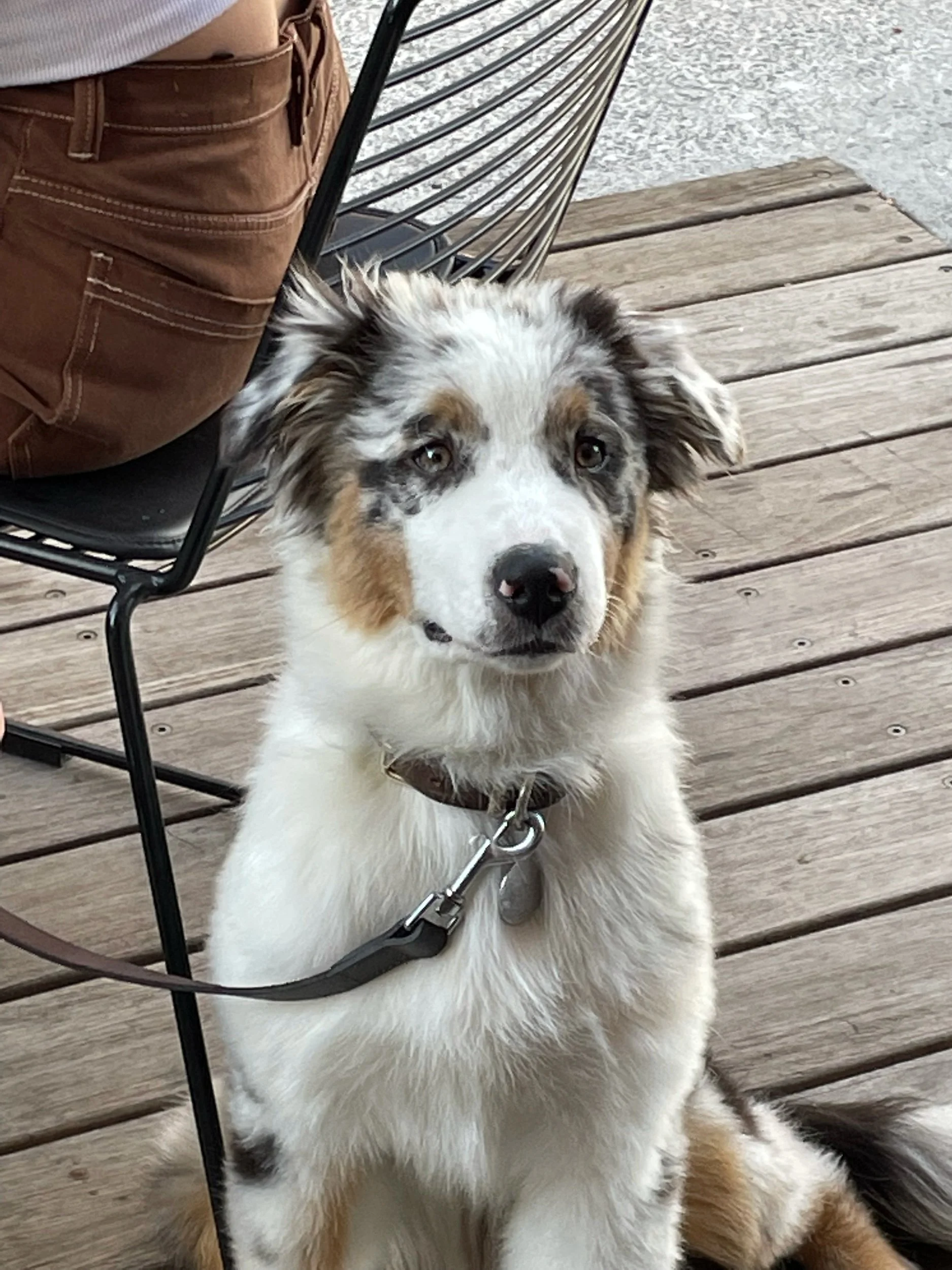 An Australian Shepherd puppy with a merle coat color sitting on a wooden deck, attached to a collar and leash, next to a person sitting in a black metal chair.