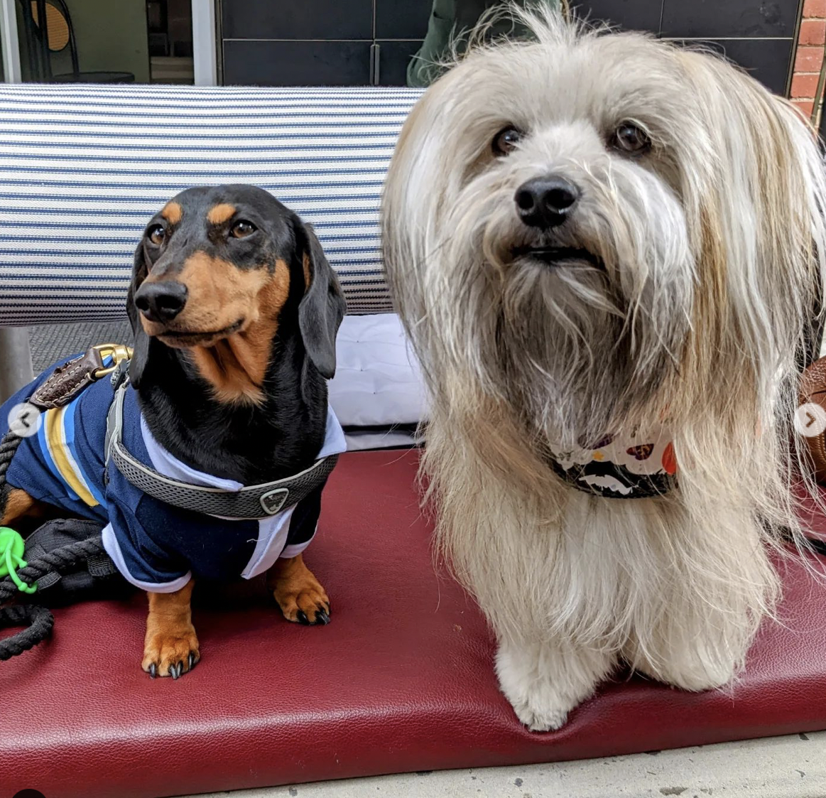 Two dogs sitting on a red surface outdoors; one is a black and tan Dachshund wearing a blue outfit, the other a long-haired light-colored Dachshund with a patterned bandana.