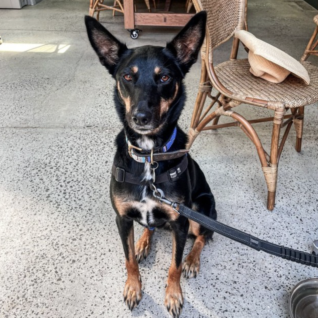 A black and tan dog with large ears and brown eyes sitting on a concrete floor next to a rattan chair with a beige hat resting on it.