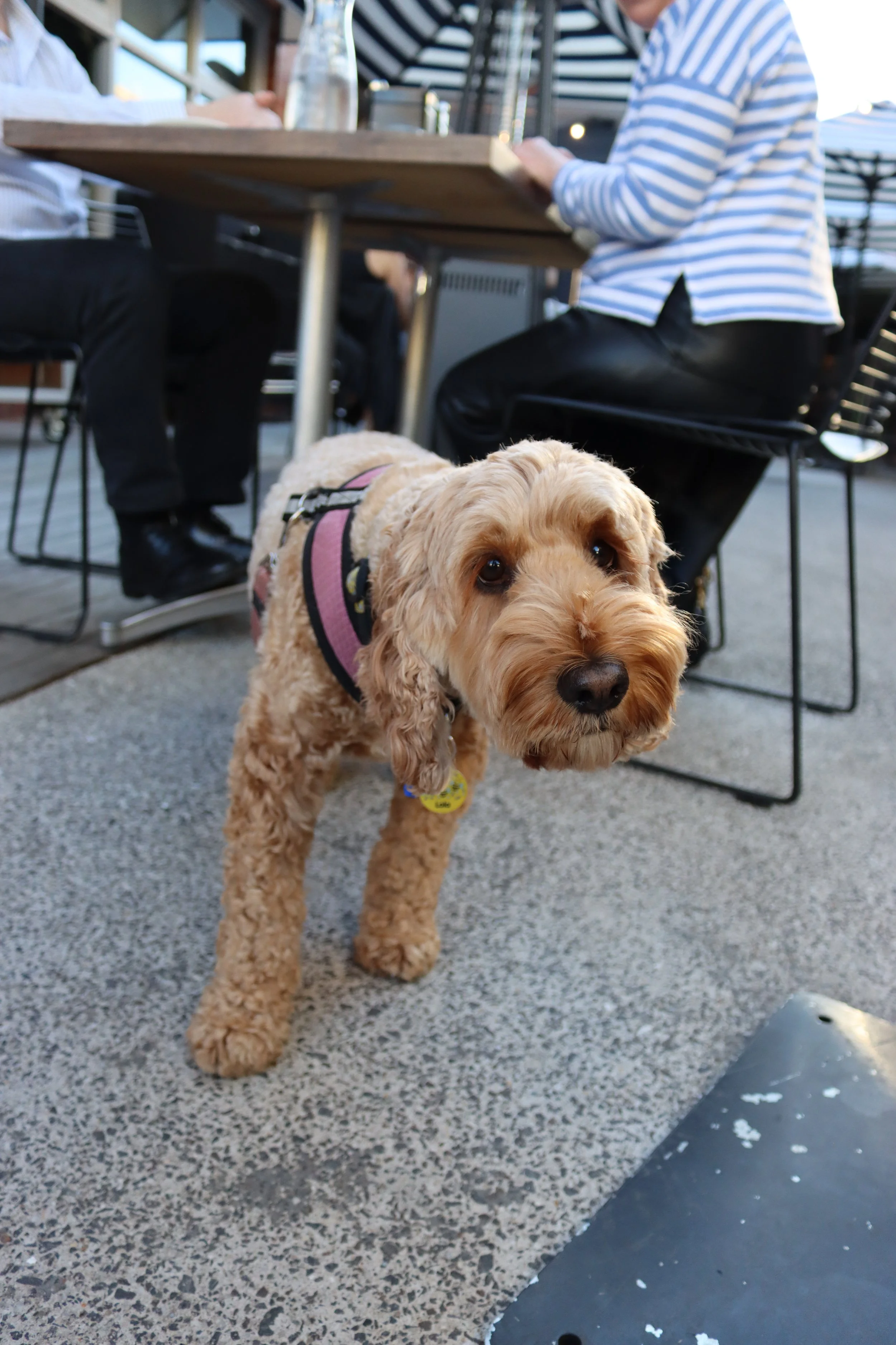 A tan, curly-haired dog wearing a pink harness and a yellow tag looks at the camera on an outdoor patio, with people sitting at a table in the background.