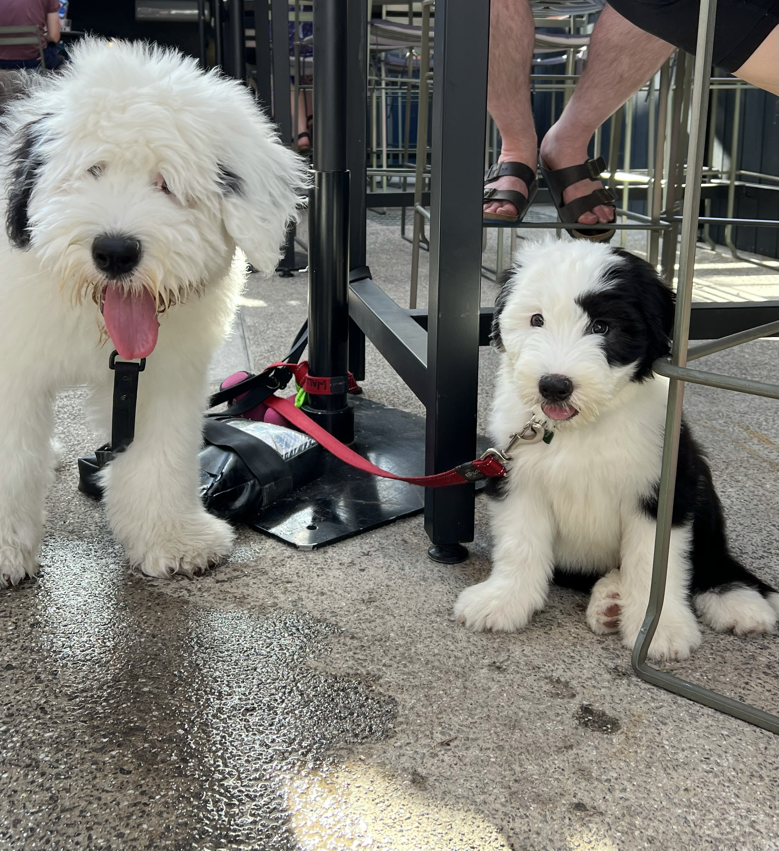 Two fluffy puppies sitting on wet concrete floor under a table. One puppy is large with white fur and black markings around the eyes, sticking out tongue. The other puppy is smaller, sitting next to the table leg, with black and white fur, and its to