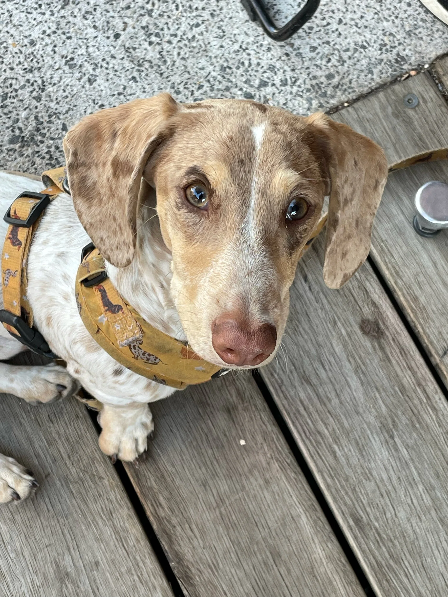A young dog with a tan and white coat, wearing a yellow harness, sitting on a wooden deck and looking up at the camera.