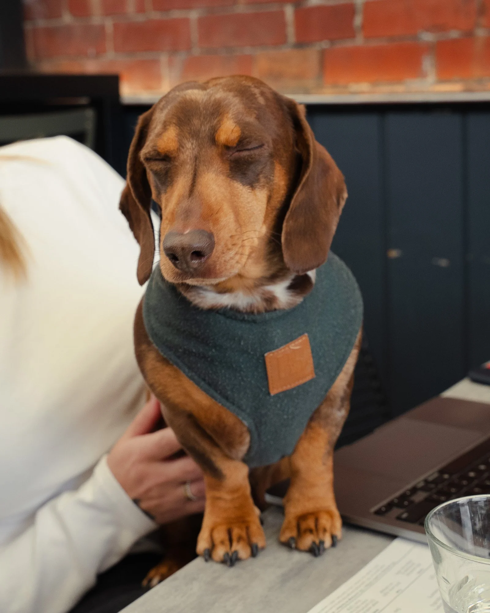 A brown dog with closed eyes sitting on a table, wearing a blue harness. A person's hand is gently resting on the dog's side. The background shows a brick wall and part of a person's arm. There is a glass and some papers on the table.