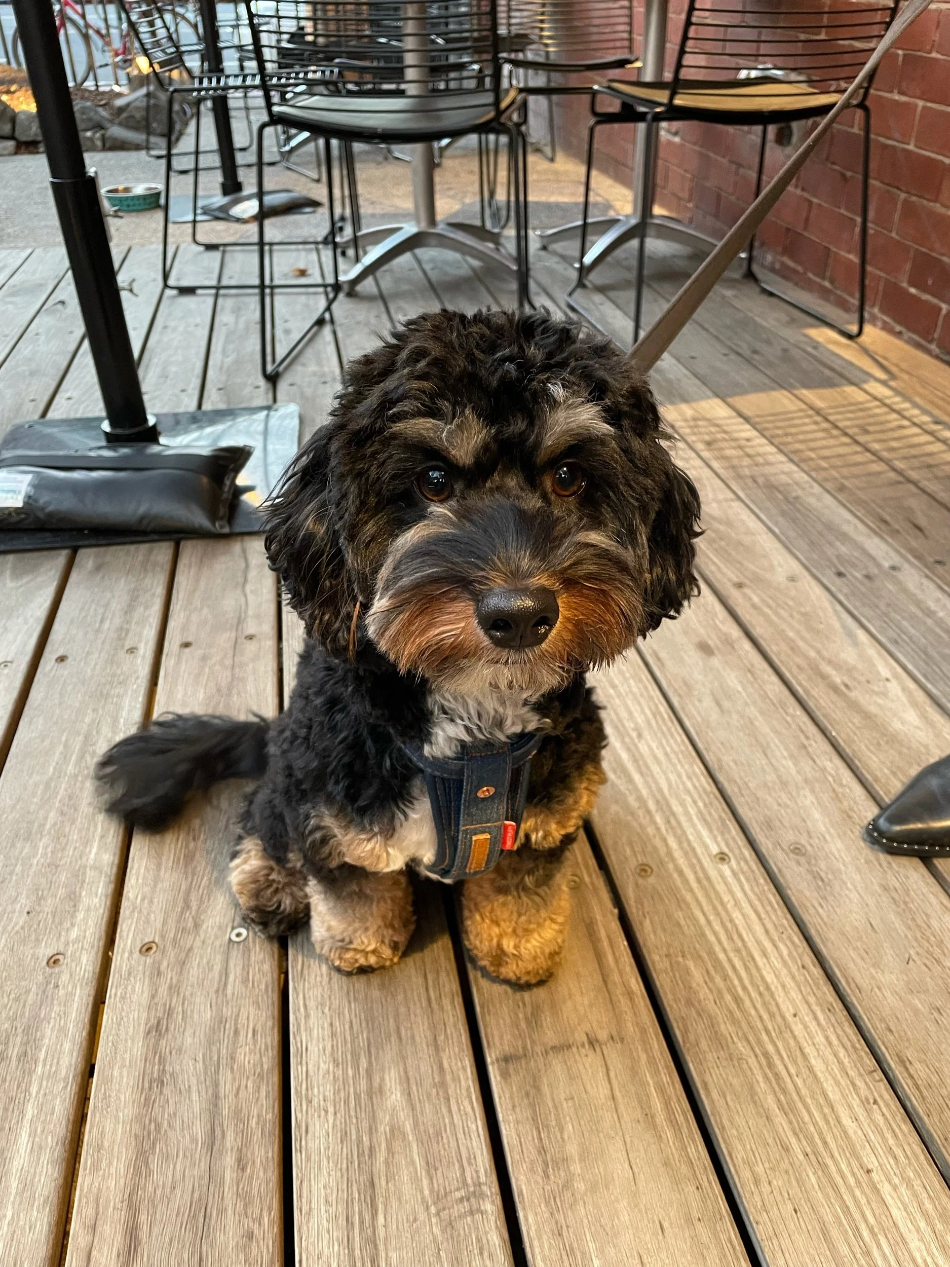 A small black and tan puppy with fluffy fur sitting on a wooden deck, looking directly at the camera. The puppy is wearing a harness, and there are outdoor furniture and a brick wall in the background.
