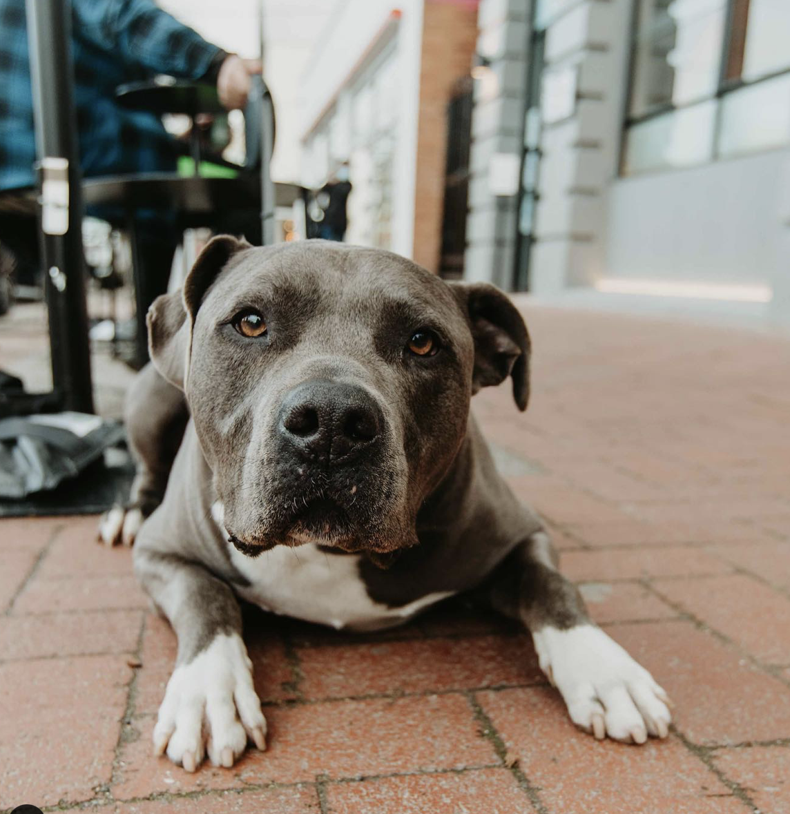 A close-up of a gray and white pit bull dog lying down on a brick sidewalk, looking directly at the camera with a relaxed expression.