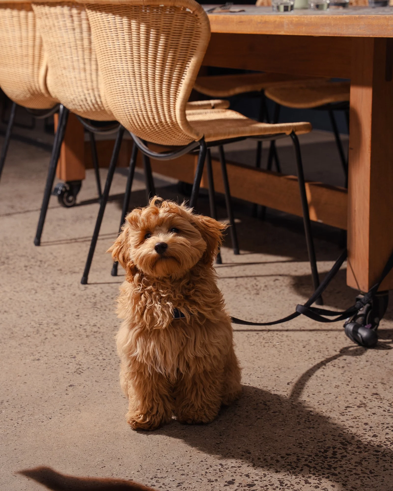 A small, fluffy, tan-colored dog with curly fur sitting on a tan and black speckled floor in front of stacked chairs and a wooden table in a restaurant or cafe.