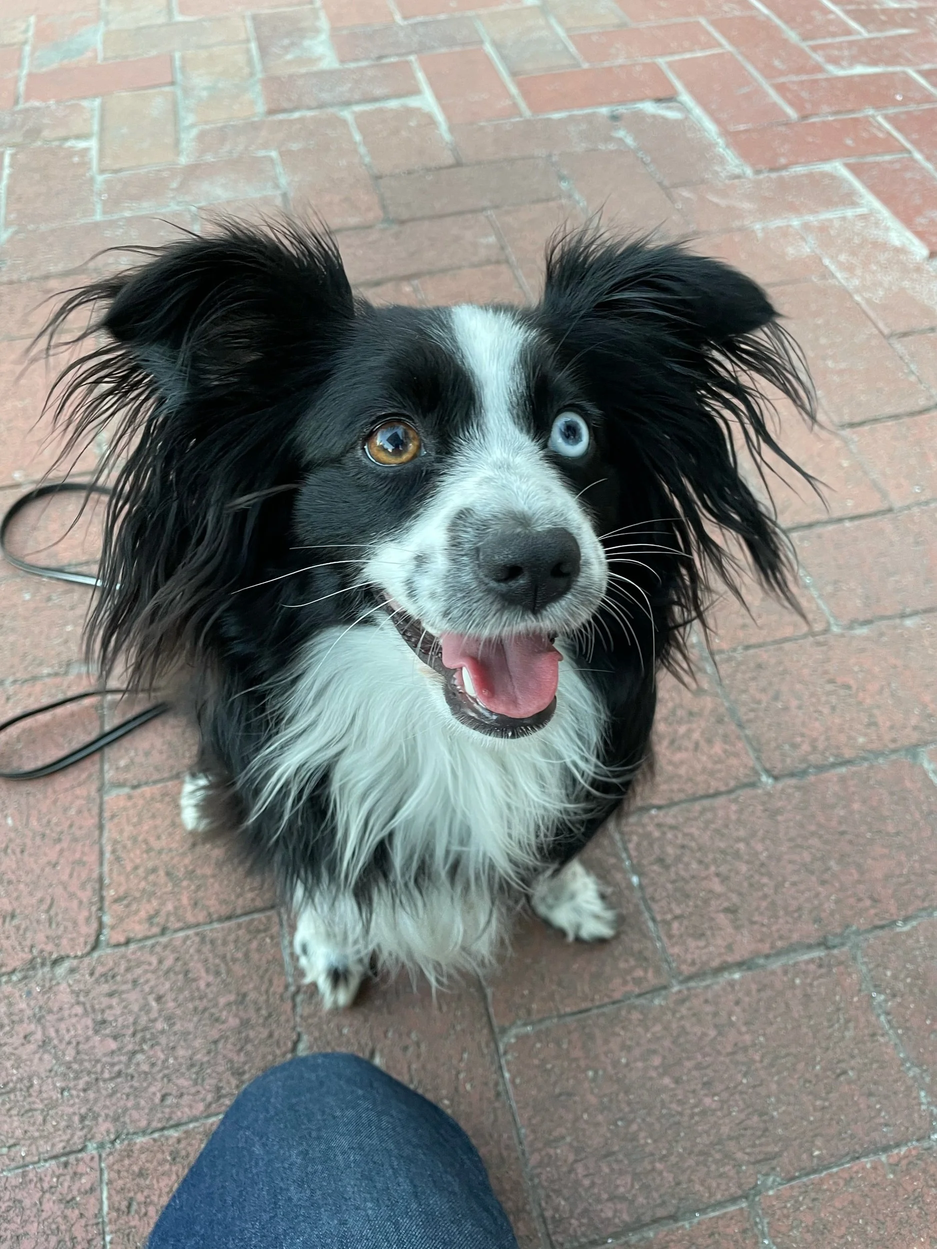 A happy Border Collie dog with heterochromatic eyes, one blue and one brown, sitting on a brick pavement and looking up at the camera.