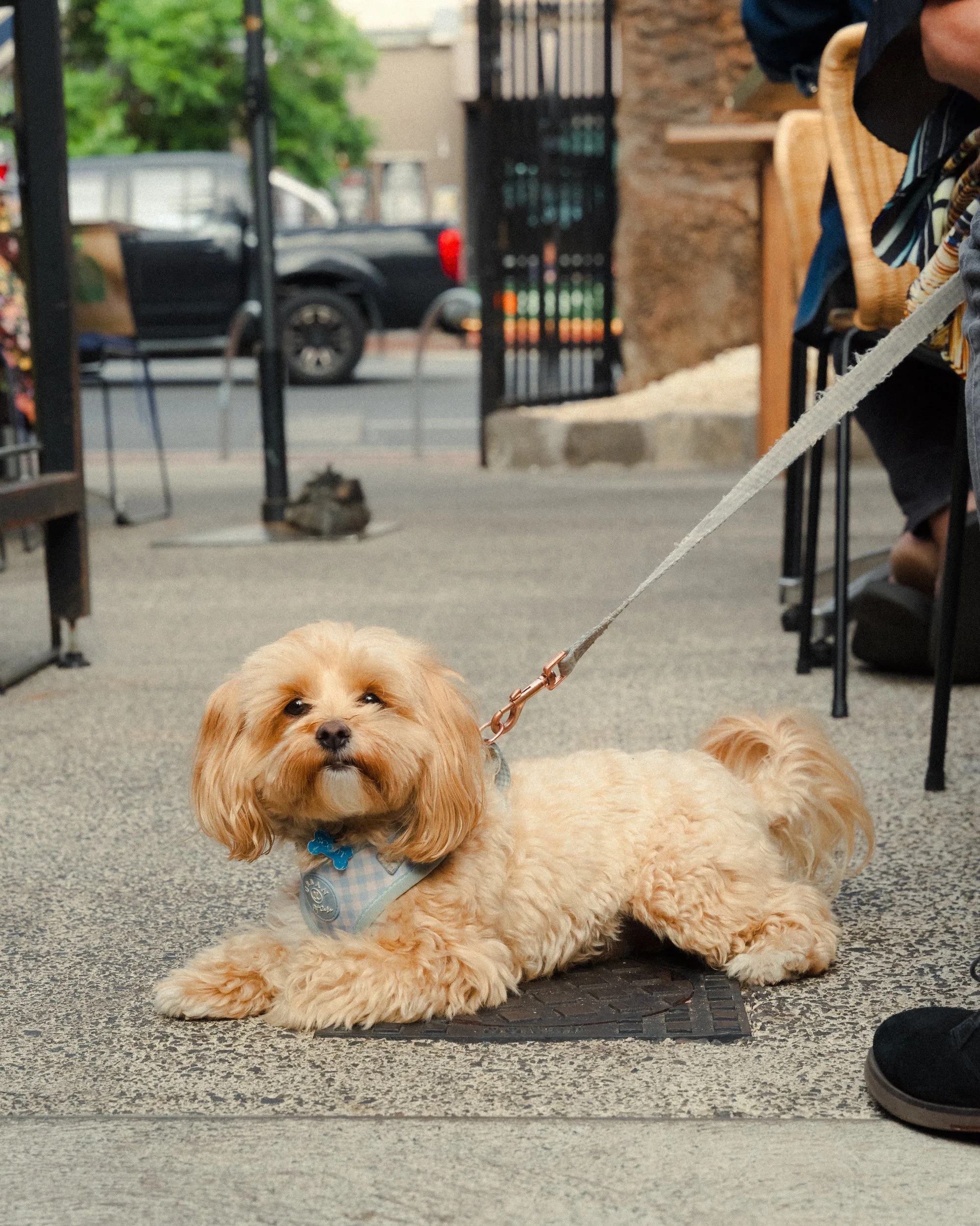 A small, fluffy, cream-colored dog with long ears and dark eyes laying on a textured gray floor in a storefront or cafe setting. The dog is wearing a light blue checkered bandana and a small blue tag on its collar. In the background, a blurred black 