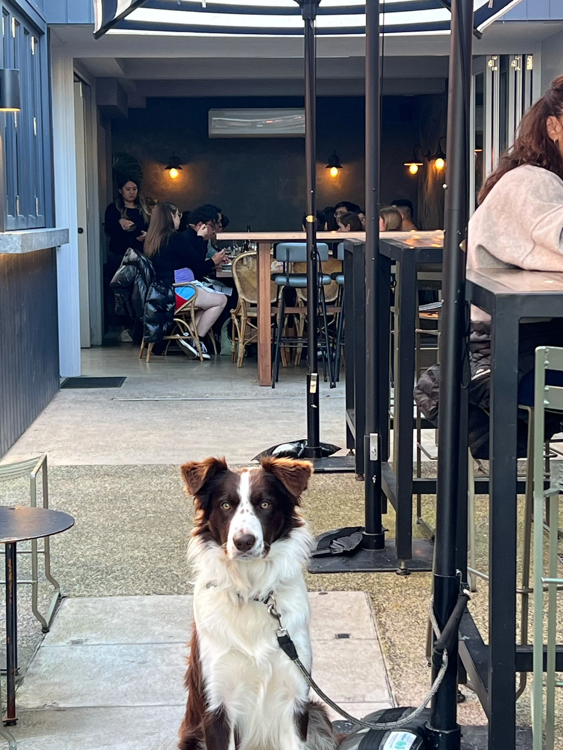 A dog with brown and white fur sitting on a leash in front of a cafe or restaurant, with people seated inside at tables, some using phones and engaging in conversation.