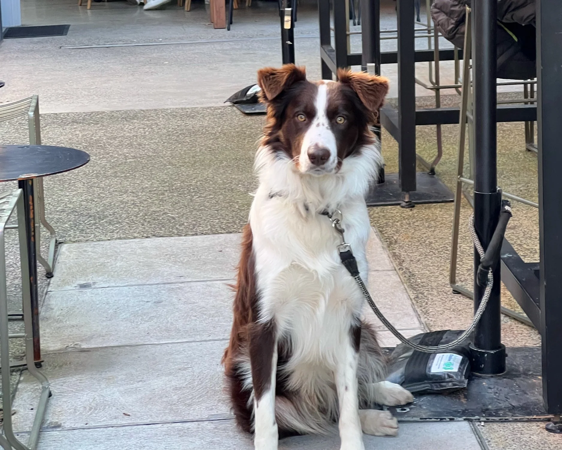 A brown and white dog with hazel eyes sitting on the sidewalk outside a cafe, attached to a leash tied around a pole, with tables and chairs nearby.