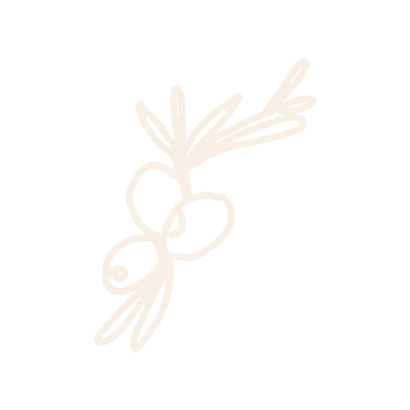 Olive branch illustration