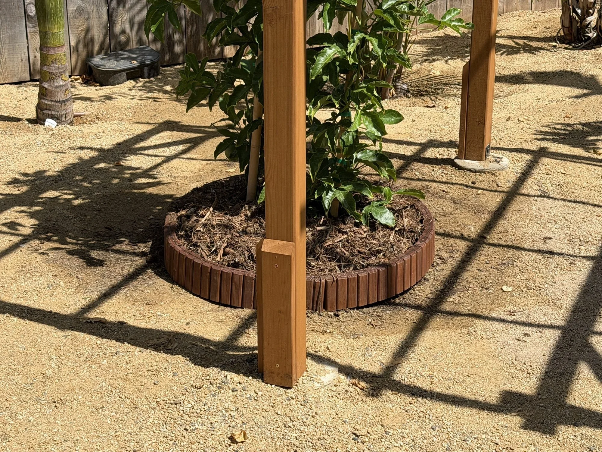 Passion fruit vine in a bordered, mulched planting ring at the base of a cedar pergola in San Diego