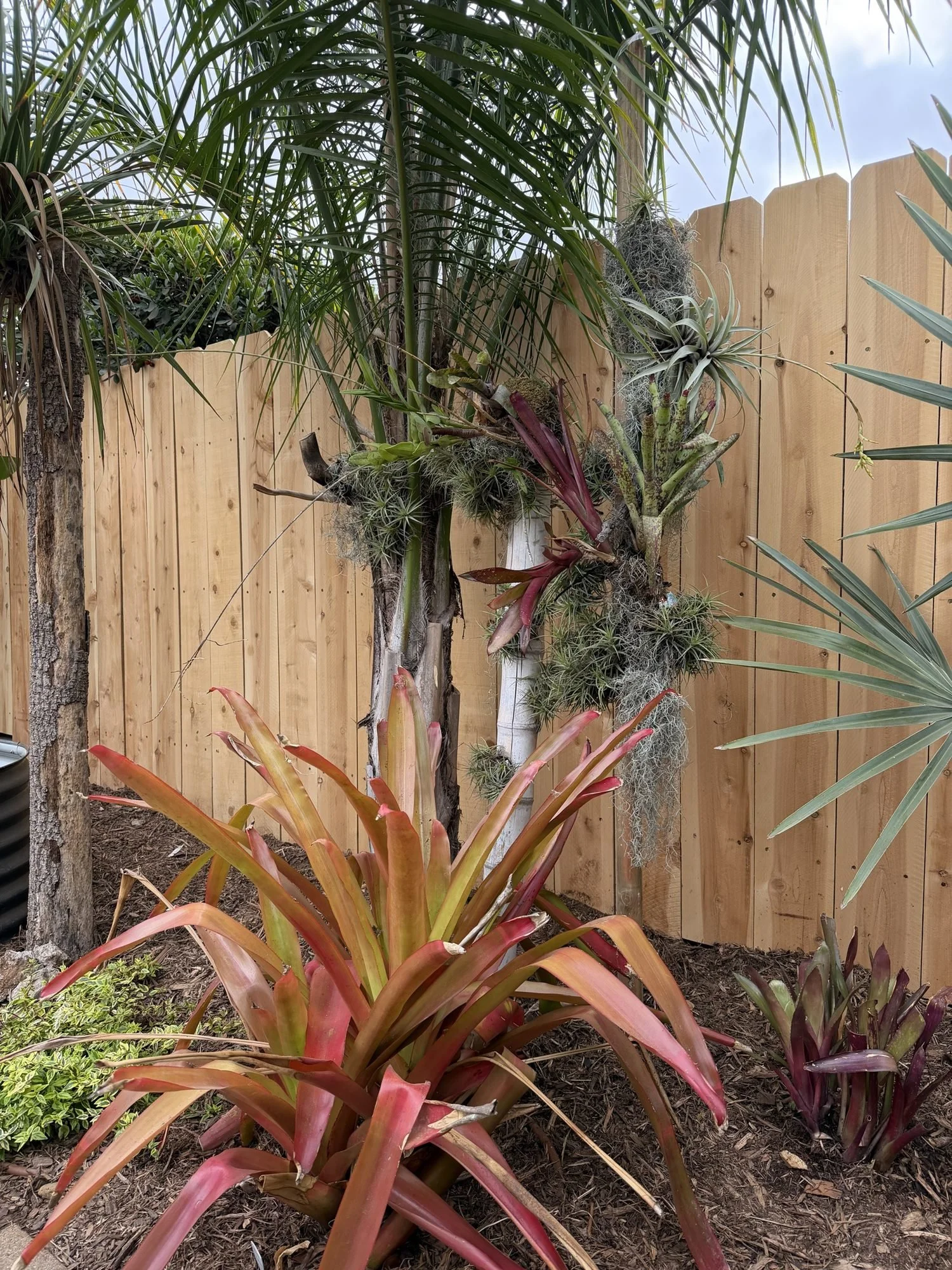 Epiphyte feature of tillandsias and bromeliads mounted on palm trunks beside a new fir fence in a San Diego garden