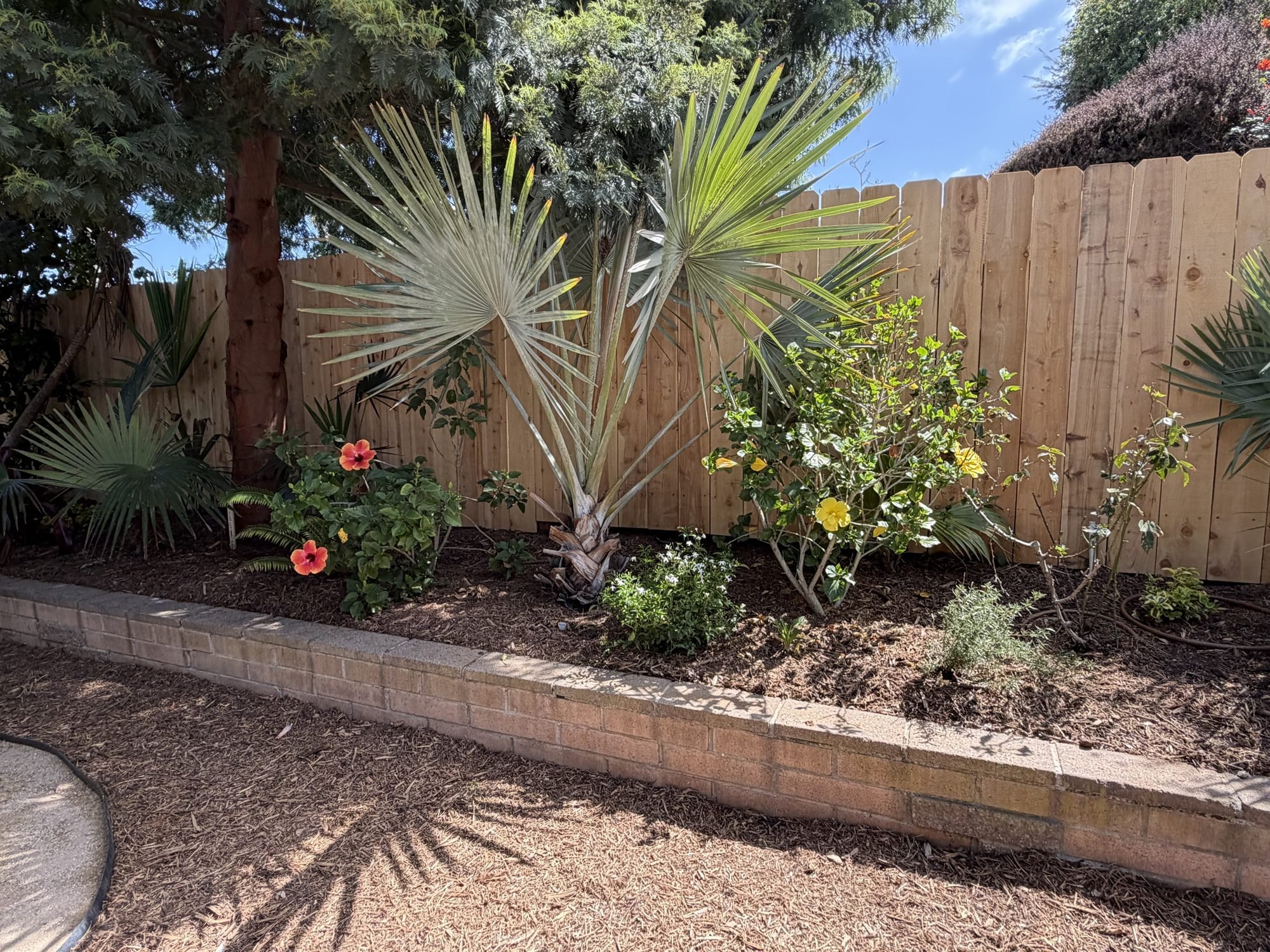 Wood-chip mulched planting bed with existing hibiscus and palms along a new fir fence in a San Diego backyard