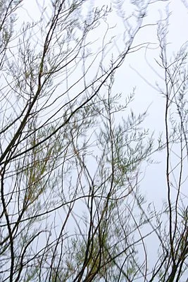 med-p1121m904096.jpg