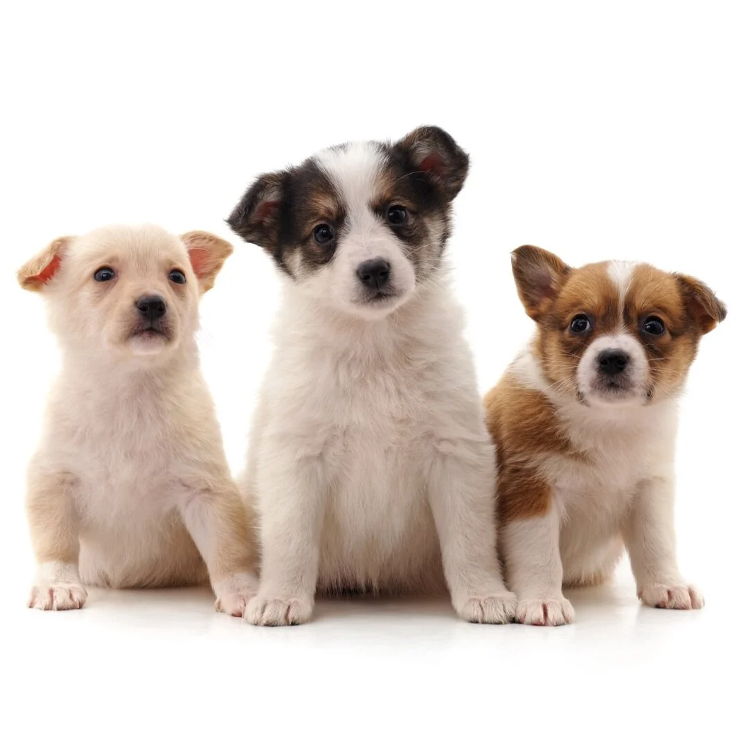 Three young puppies sitting together.