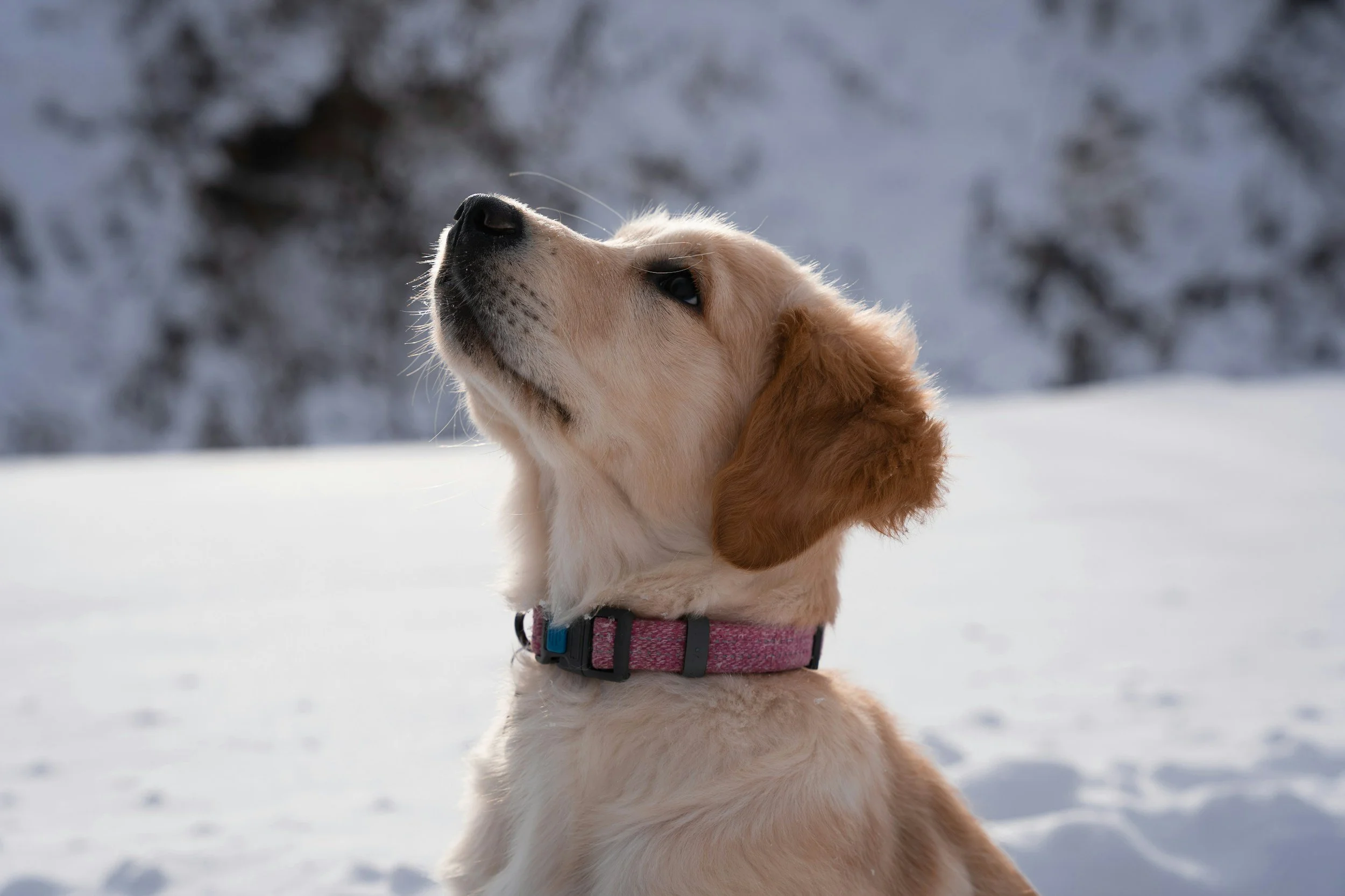 Golden retriever puppy looking upwards while sitting in the snow.