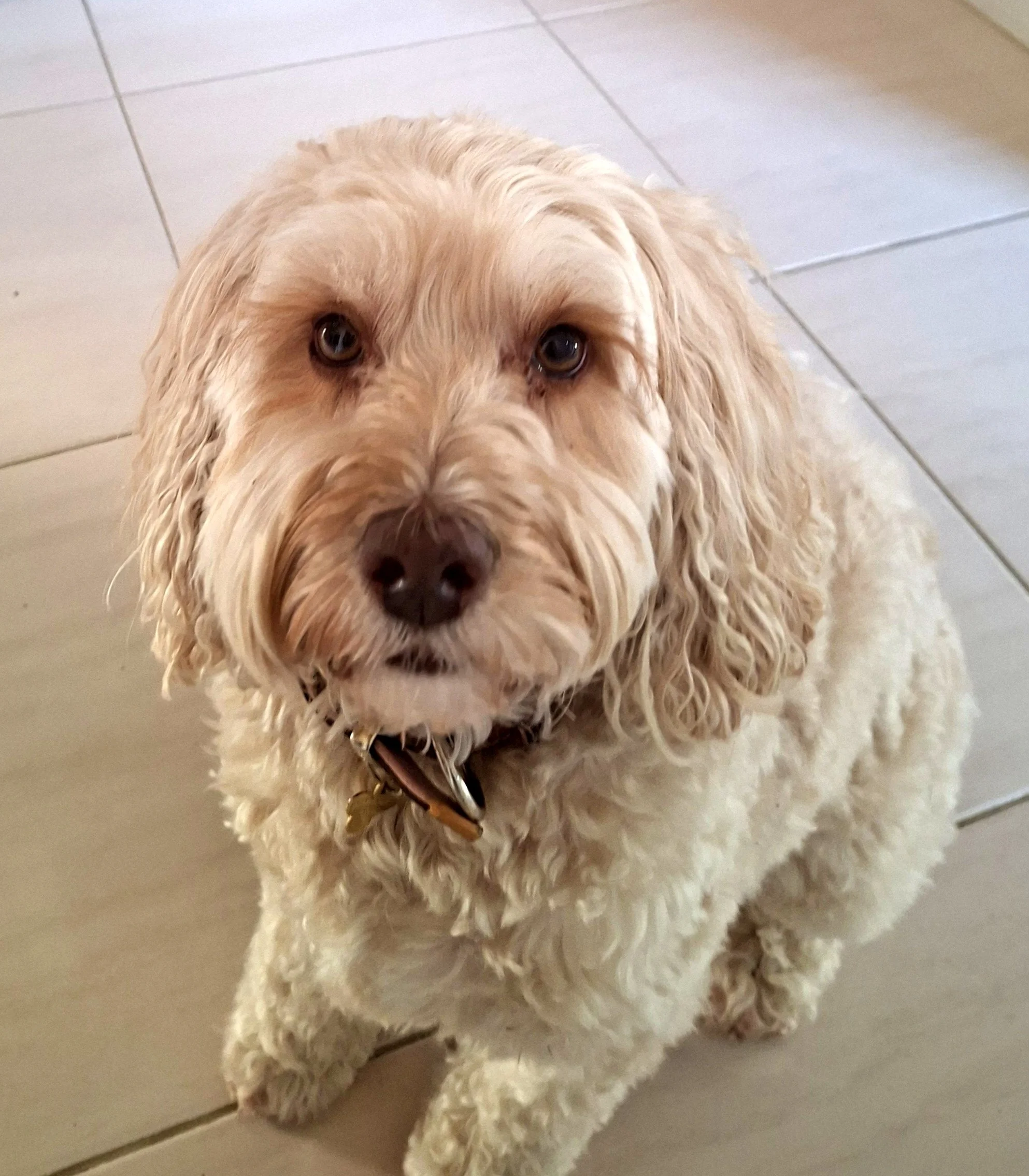 Bailey the Spoodle