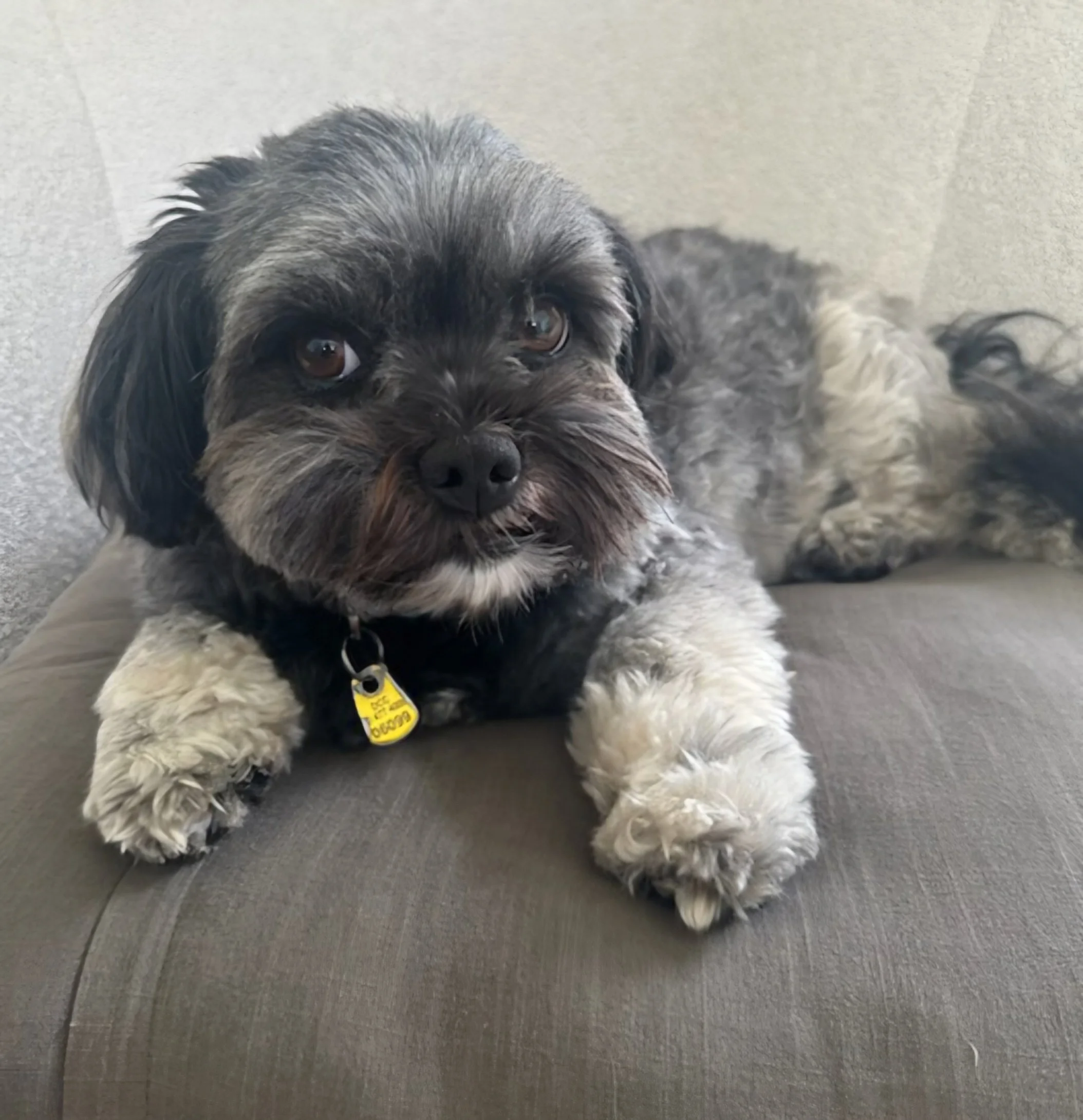Bubble a black & grey dog