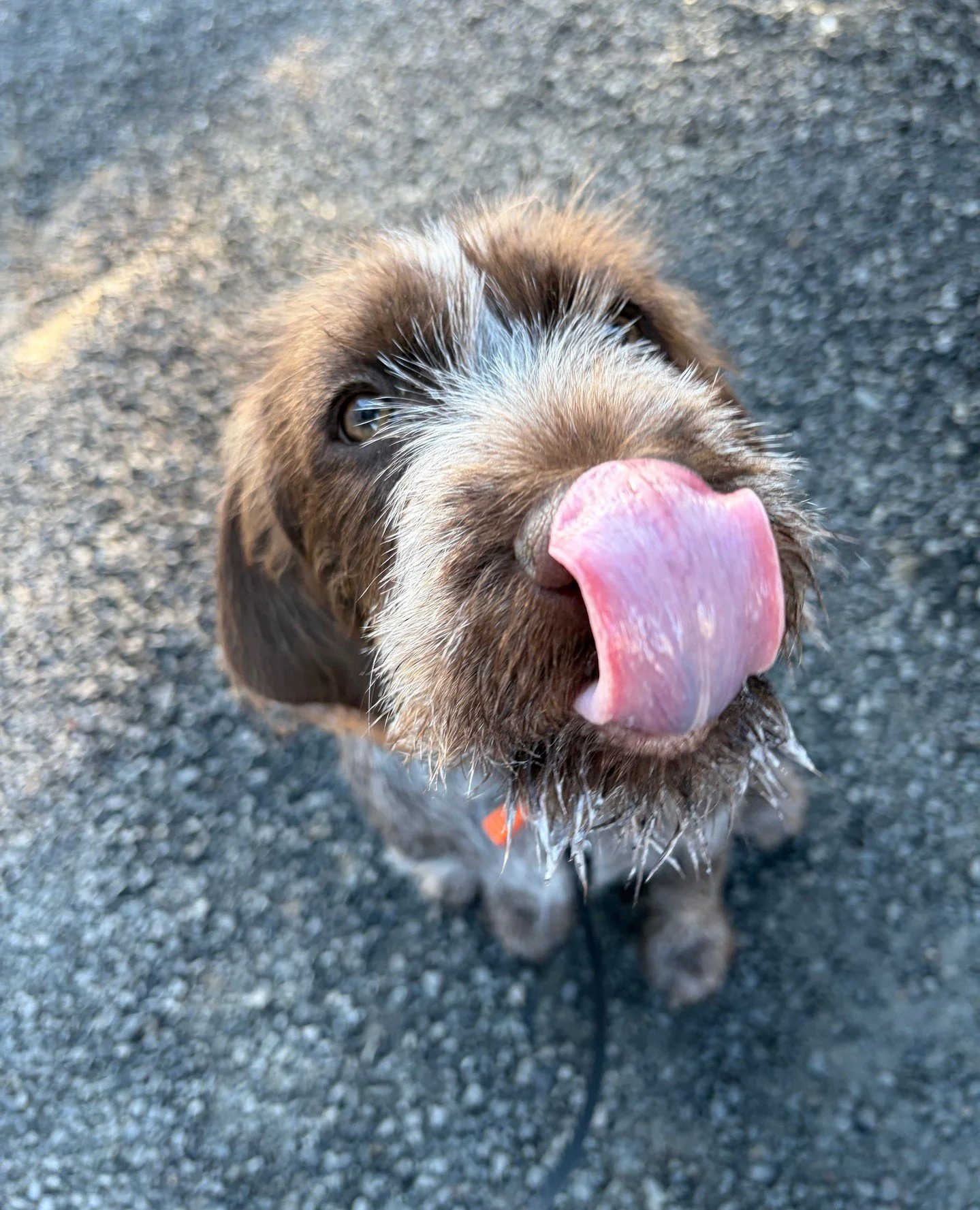 Some come for the coffee. Some come for the pup cups. 🐶☕️