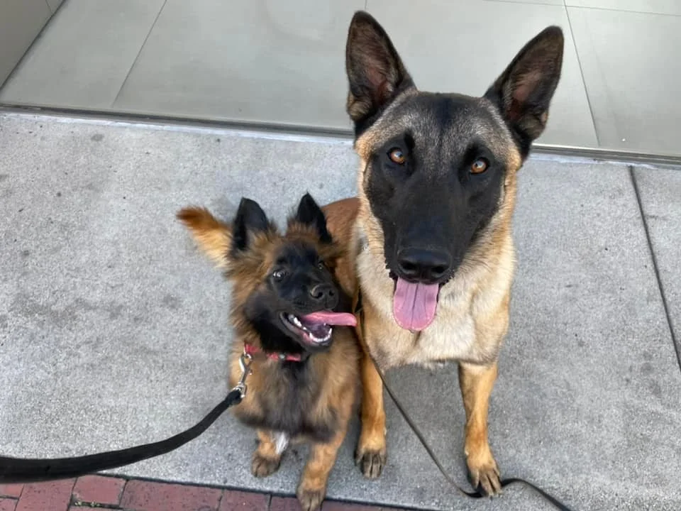 Your Dog Has More Drive Than Your Current Training Is Using