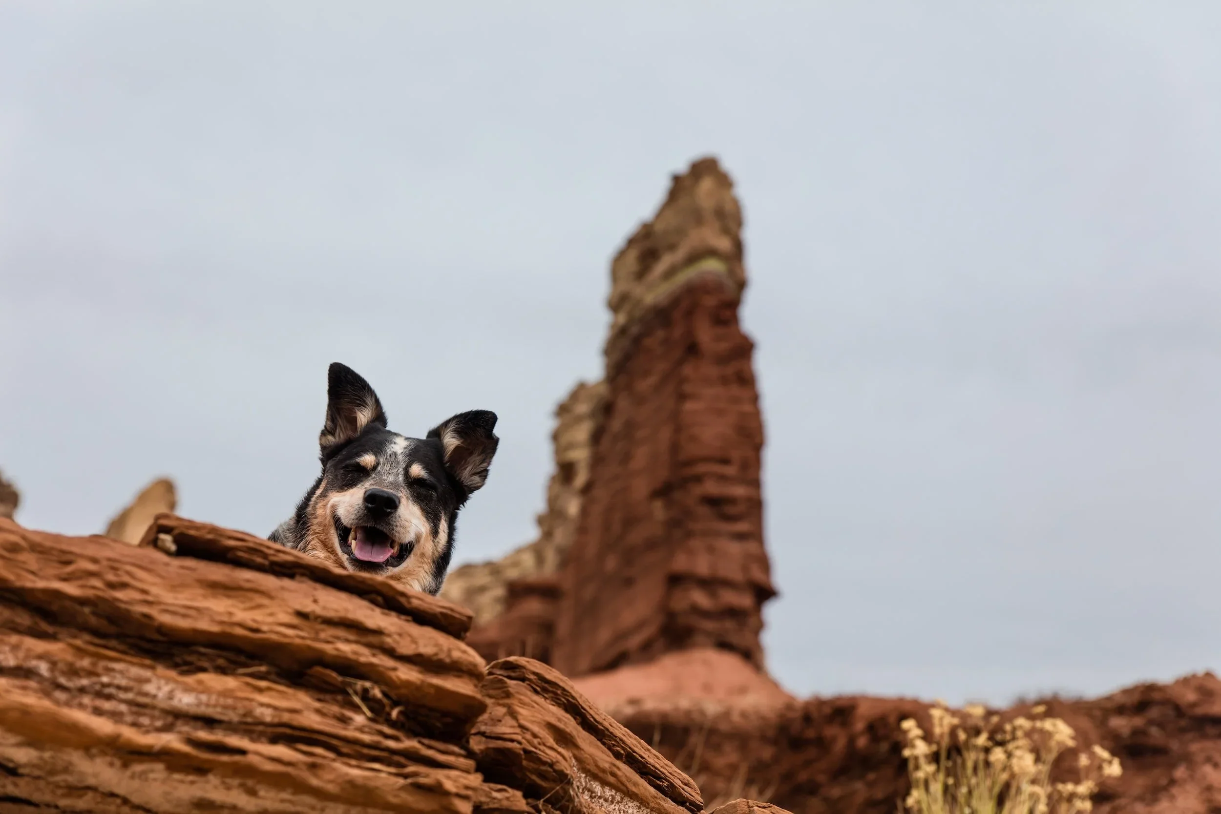 Training a Stubborn Dog with Patience and Irresistible Treats