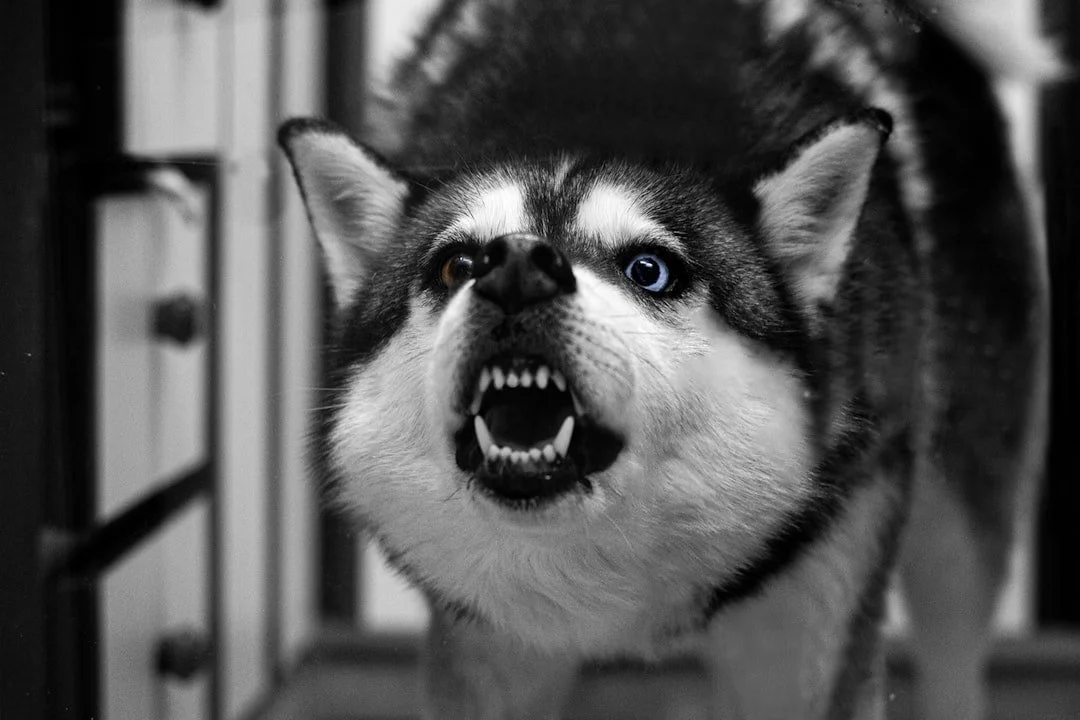 The Truth About Sending Your Aggressive Dog to Boot Camp