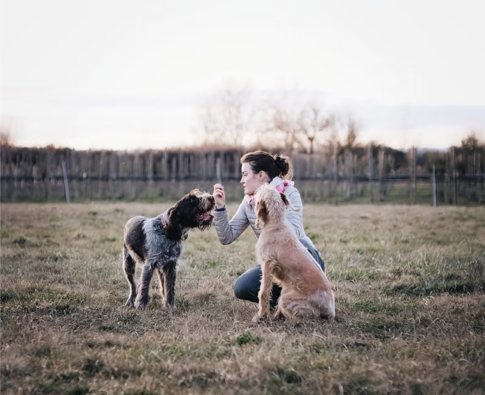 The Complete Guide to Retraining and Obedience for Older Dogs