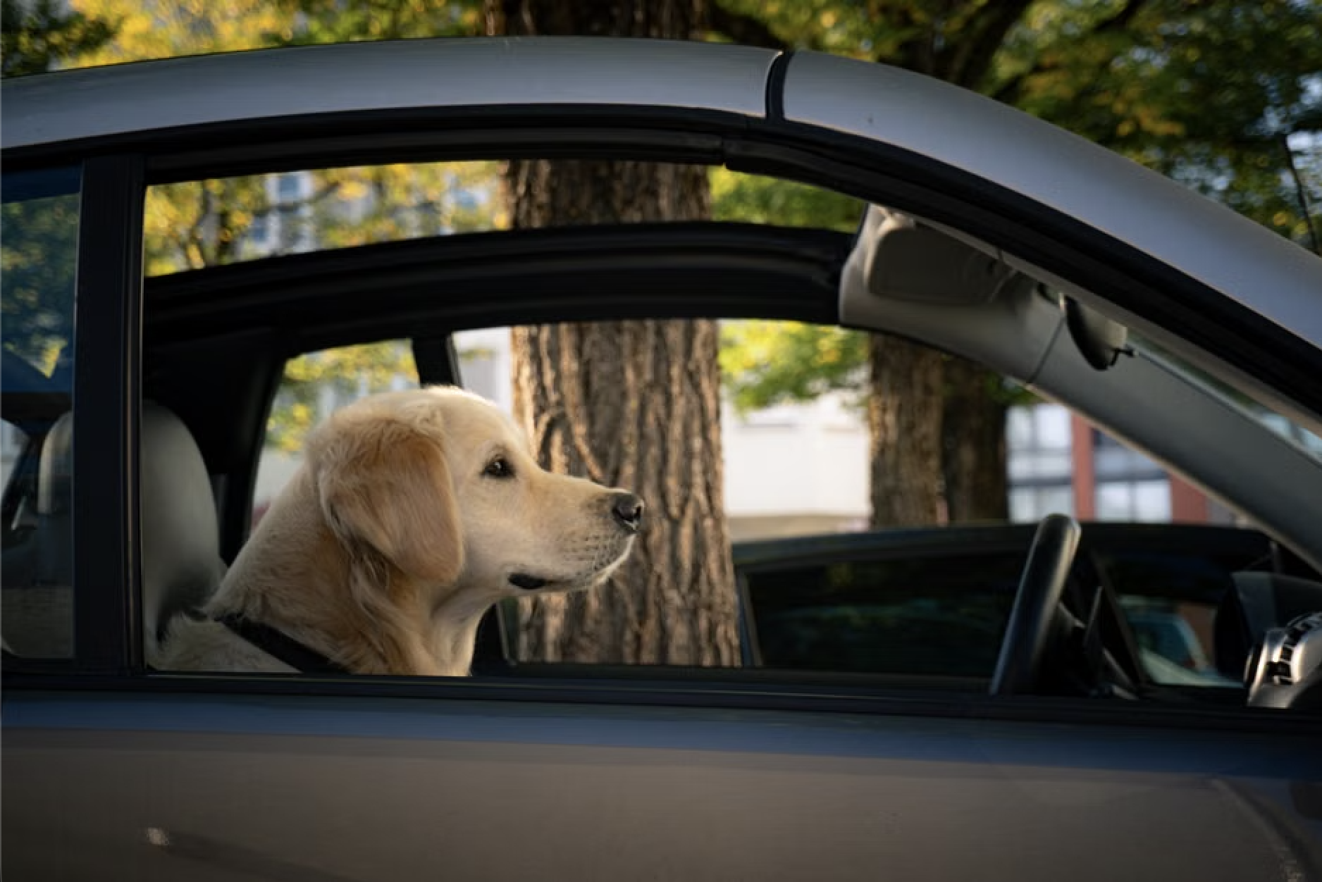 How to Achieve Calming Car Rides for Dogs Without Losing Your Mind