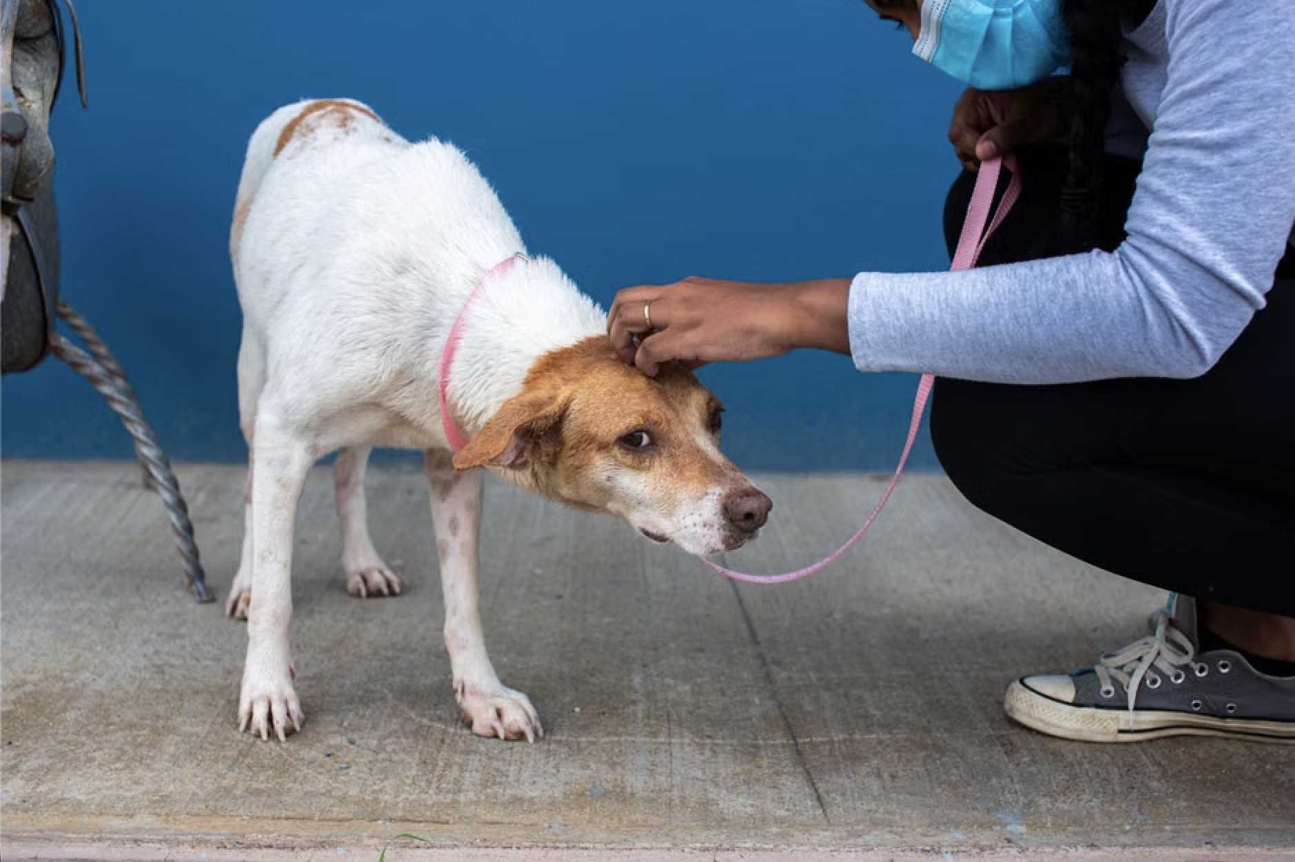 Gentle Training Techniques for Timid and Anxious Dogs