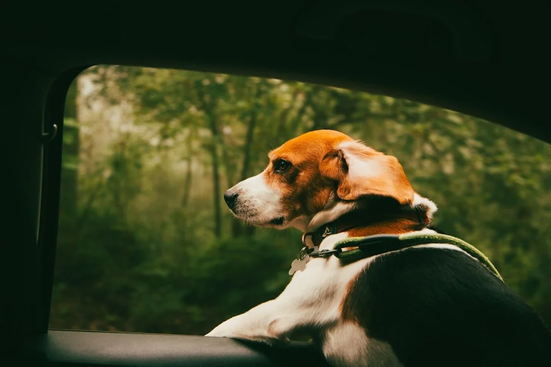 Windows Up or Down? Solving the Dog Anxiety Car Windows Dilemma