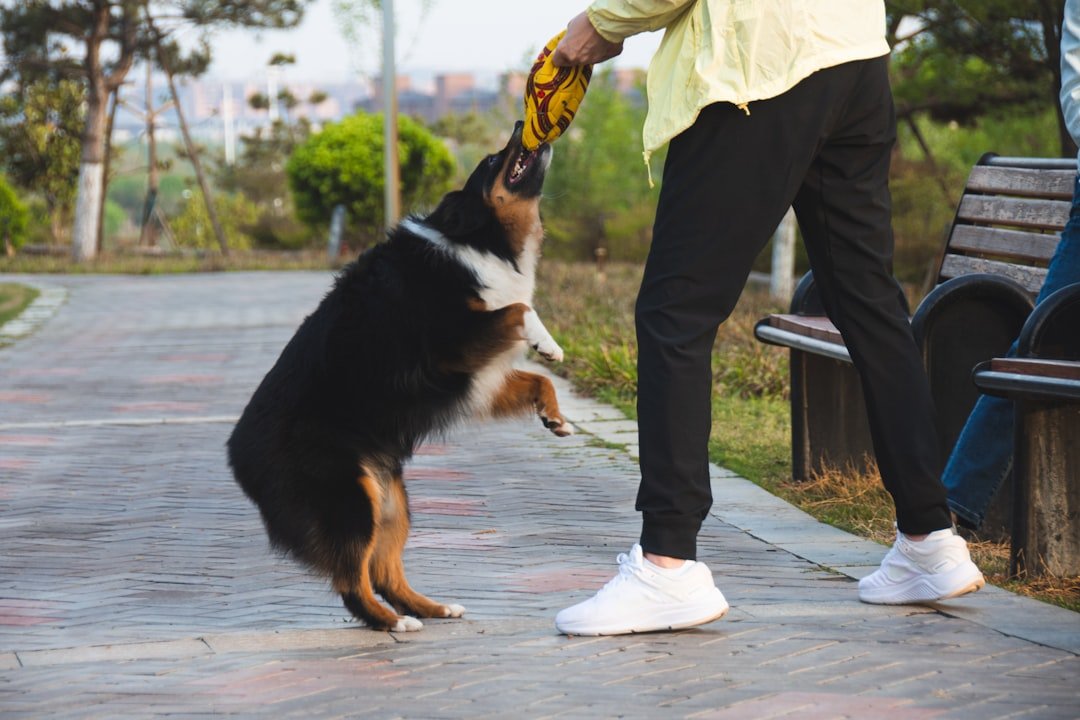 The Complete Guide to Understanding Clicker Training Basics for Dogs