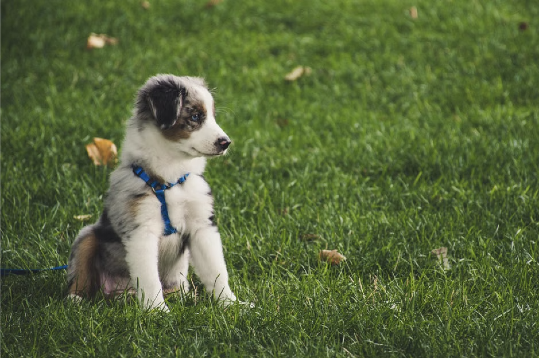 How to Potty Train Your Puppy the Easy Way