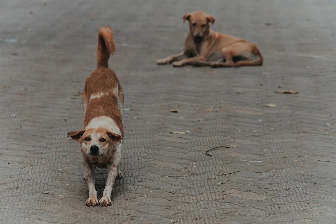 The Definitive Guide to Aggressive Dog Training in Portland, Oregon