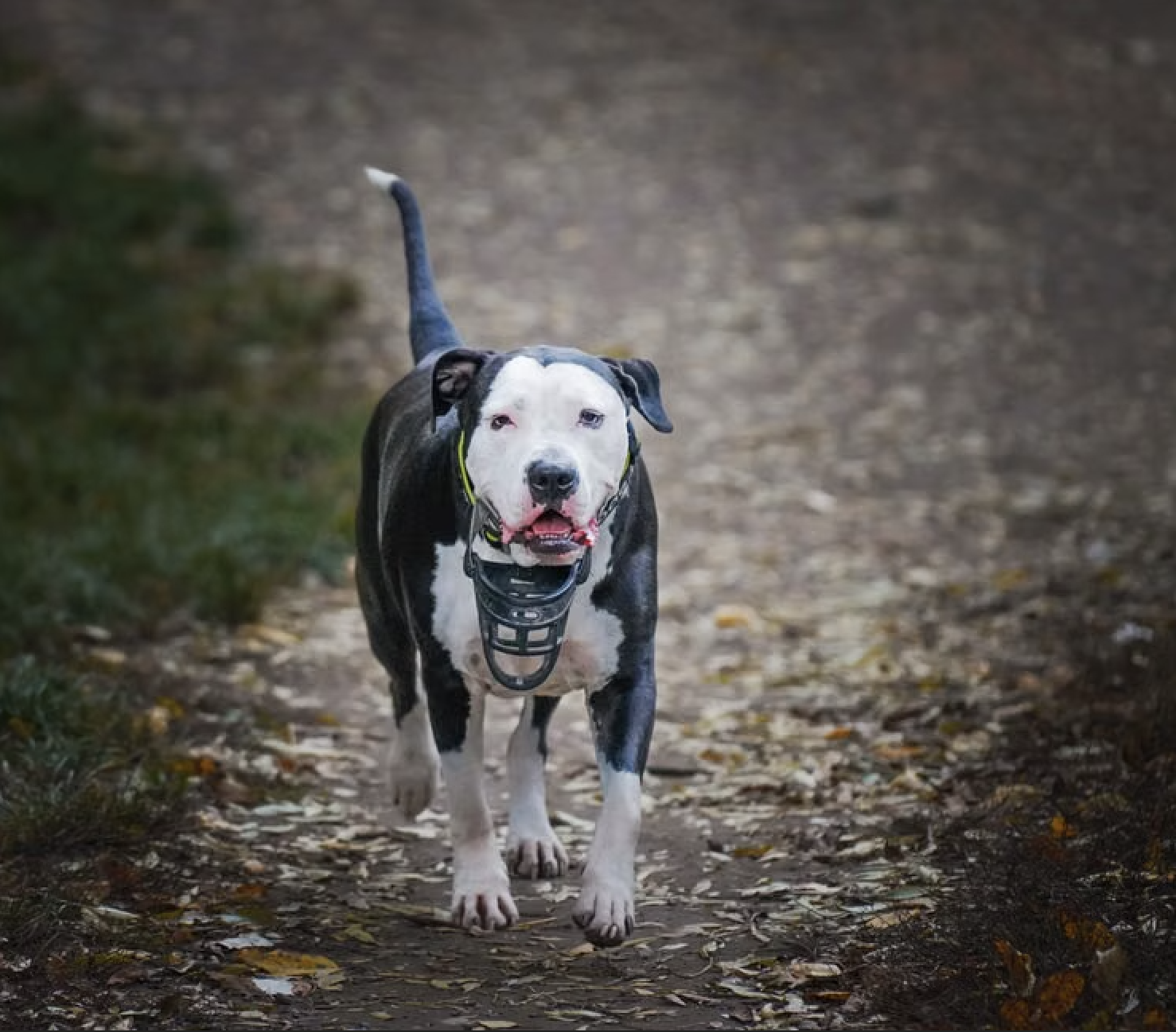 What to Do When Your Dog Shows Aggression to Family Members or Strangers
