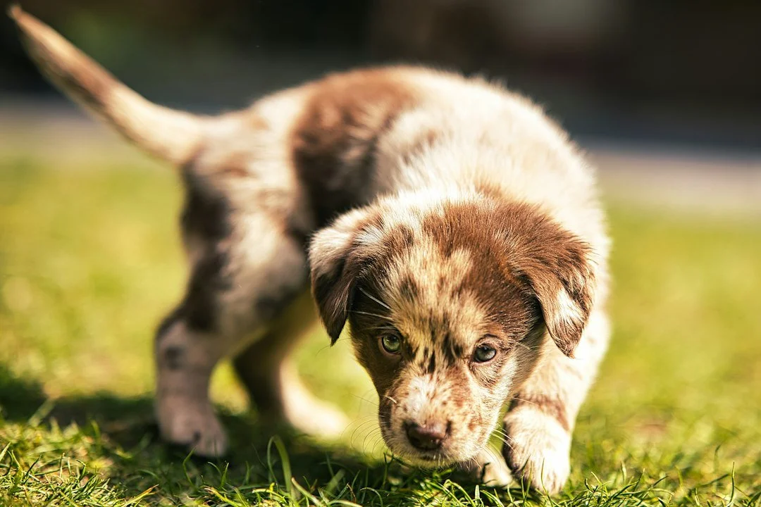 The Foolproof Potty Schedule for a 6-Month-Old Puppy