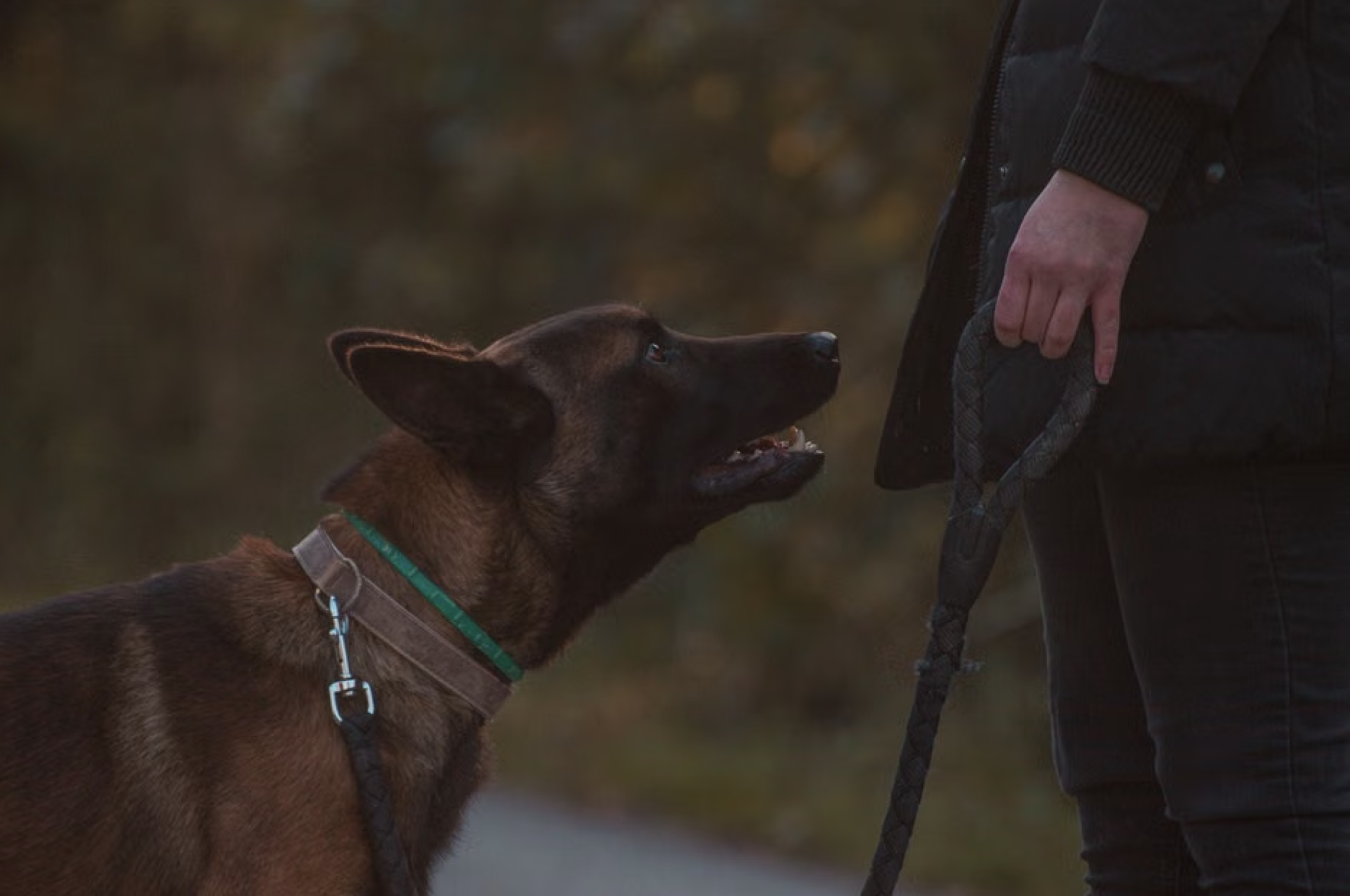 How to Fix the Most Common Dog Behavior Issues