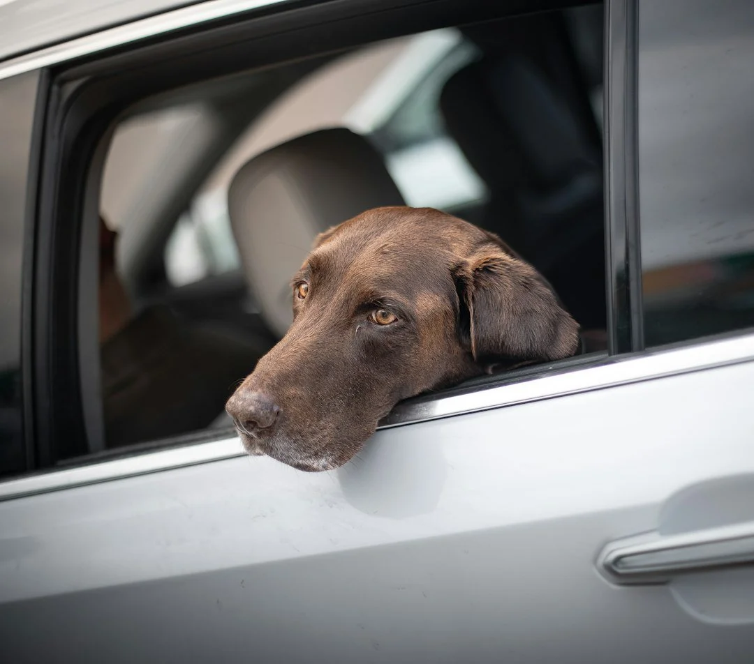 The Ultimate Guide to Dog Car Anxiety Solutions