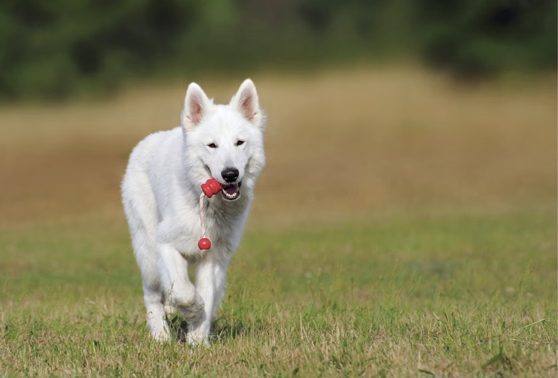 Hillsboro Dog Training 101: Finding a Local Dog Trainer That's the Right Fit