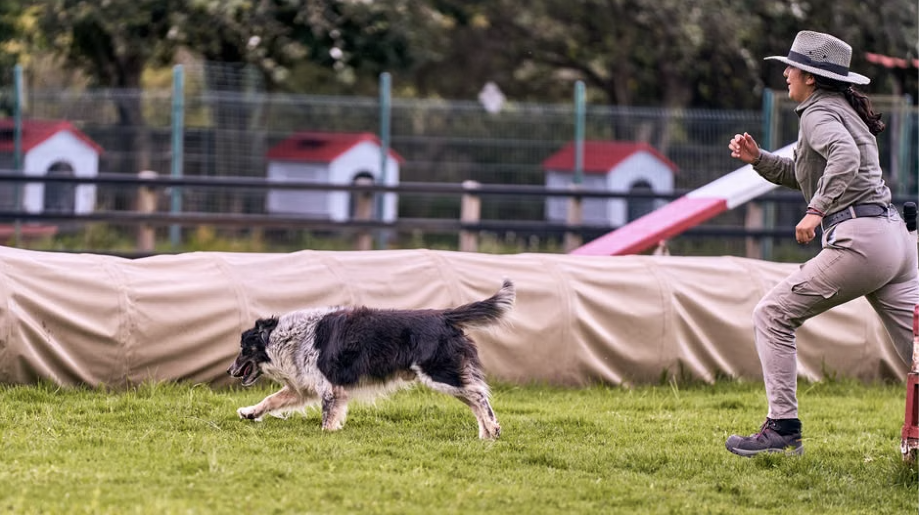 A Practical Guide to Finding a Reliable Dog Trainer in Beaverton