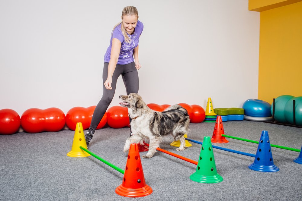 Pooch Pounce Dog Obstacle Course
