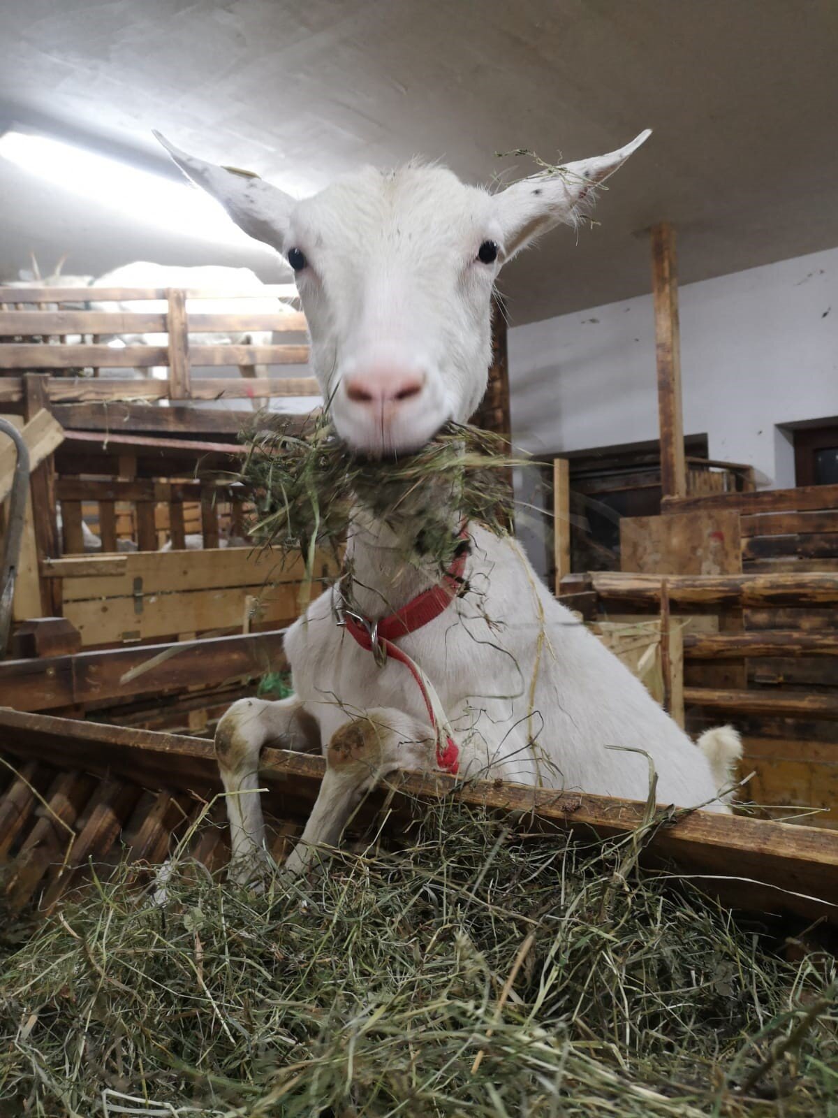Goats at the organic farm shop Brunnhaus Finkenberg.jpg